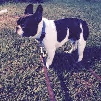 French Bulldog Puppy