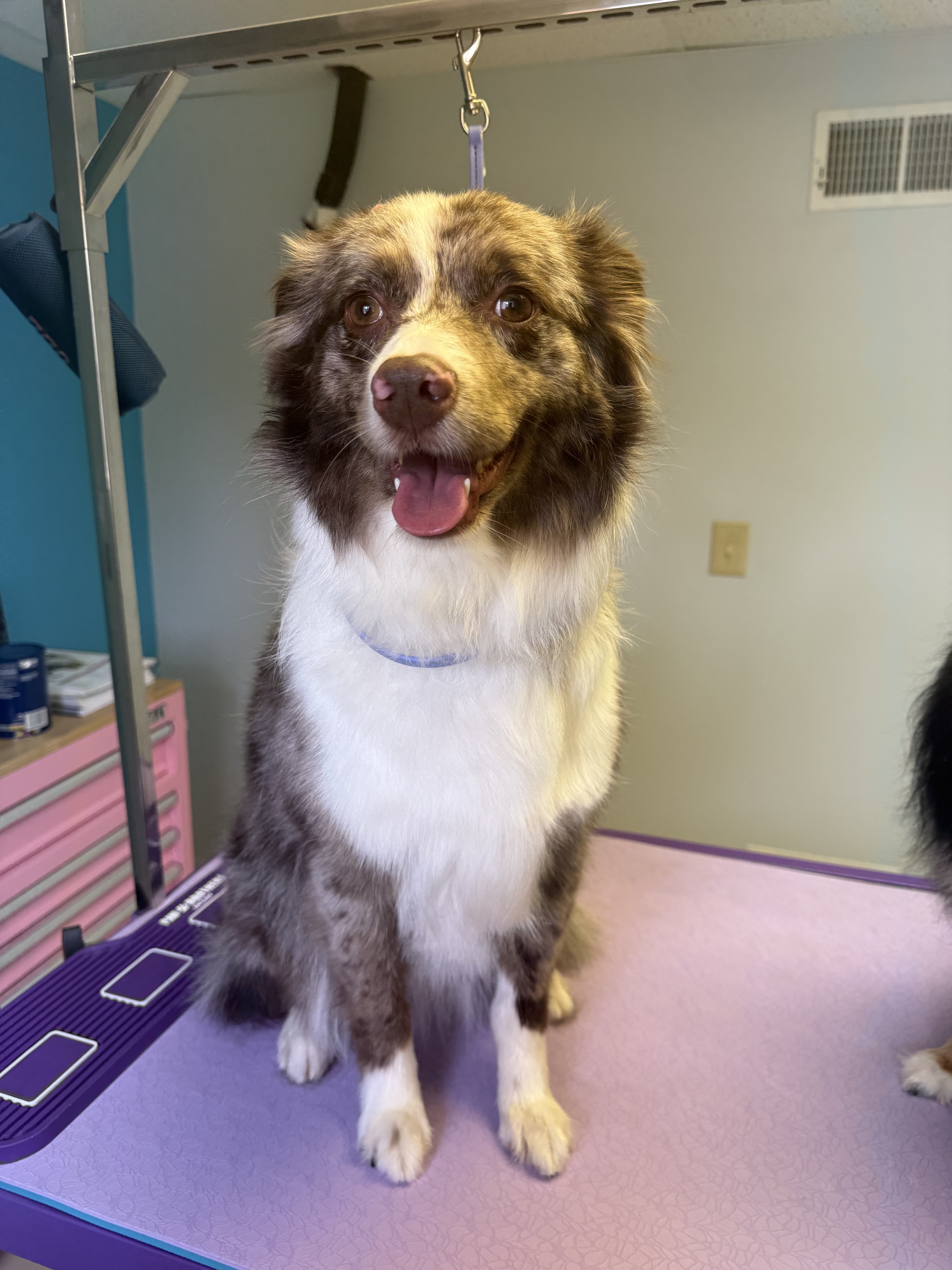 A brown and white dog with a blue collar sitting on a grooming table