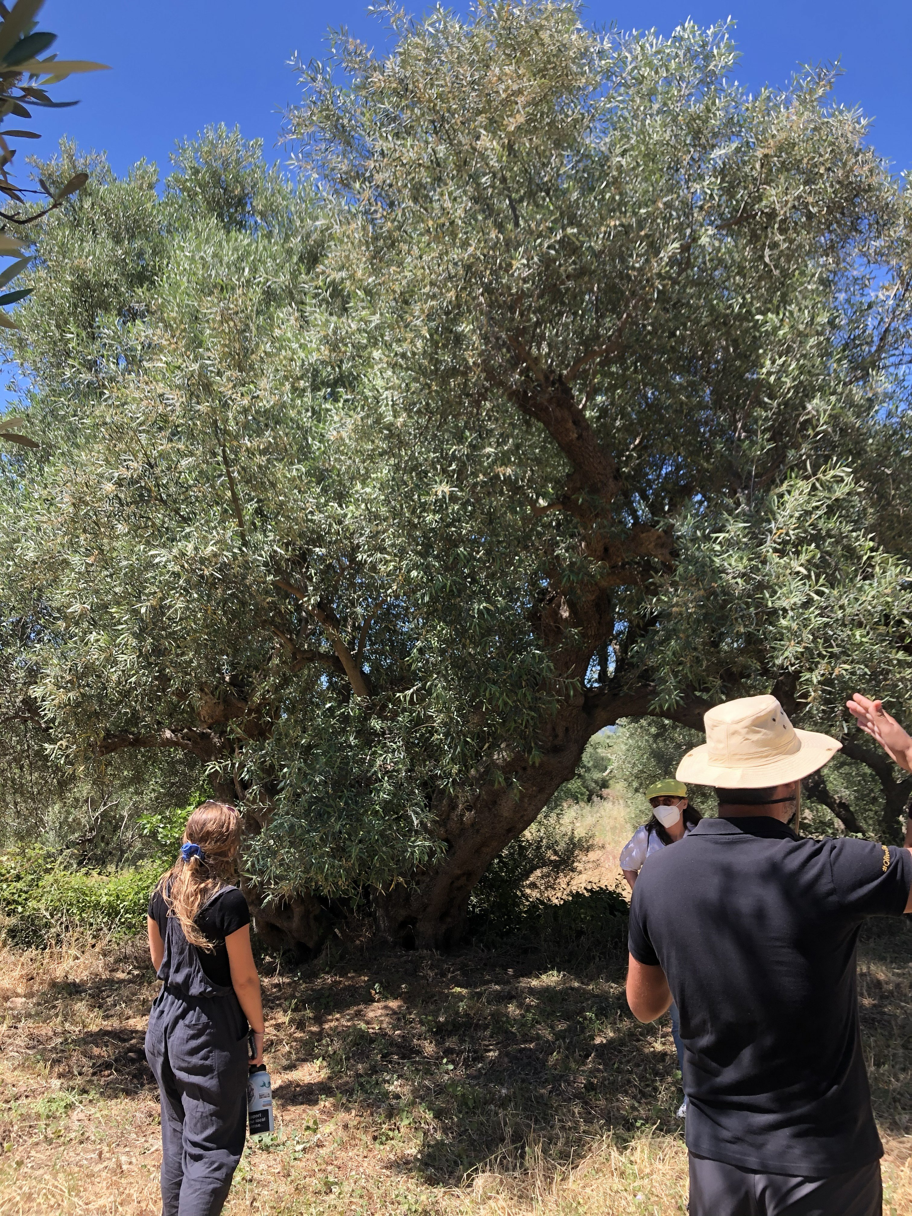 A group of people standing around a large olive tree in a field