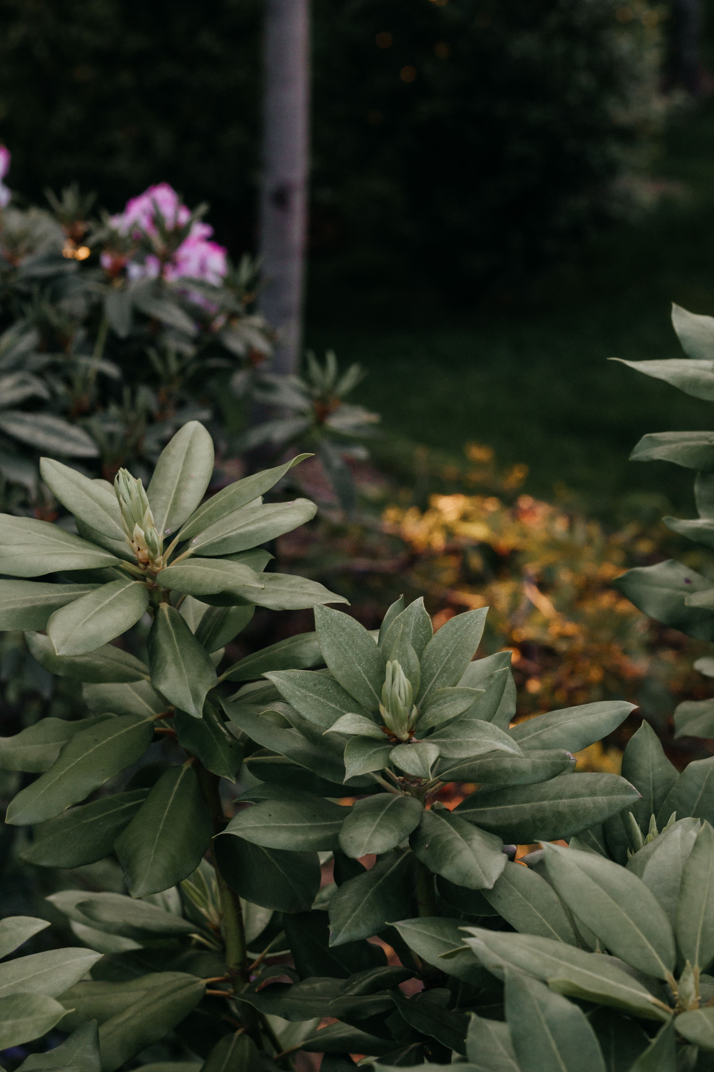 Close-up of green leaves of a rhododendron plant with buds in a garden