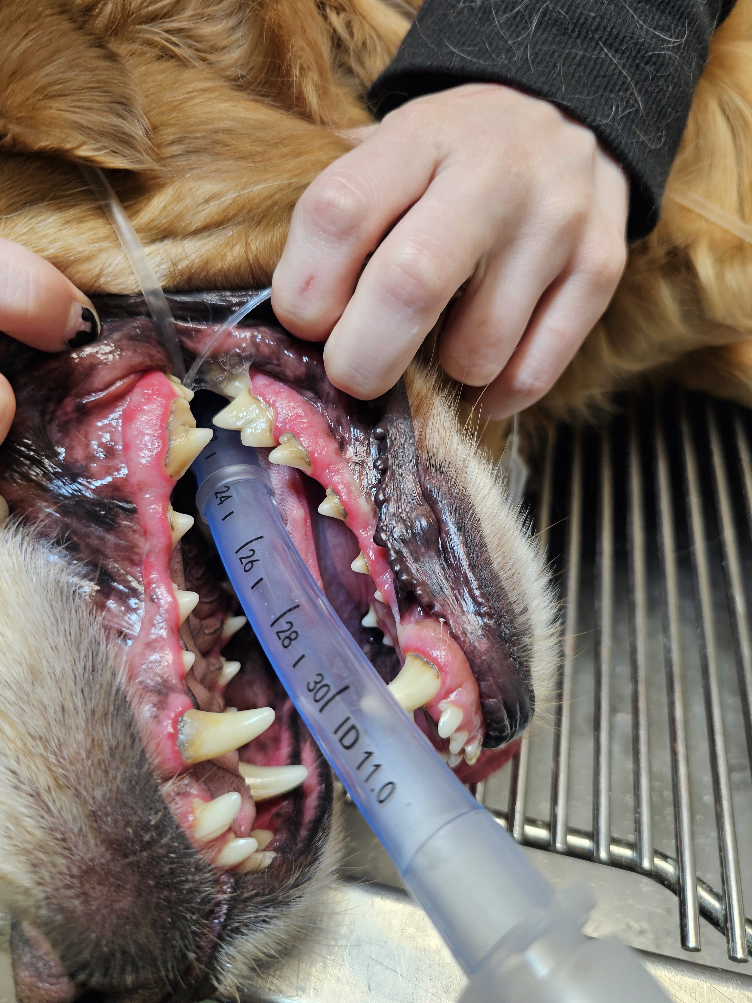 A veterinarian administers a dental cleaning to a golden retriever using a dental probe and syringe.