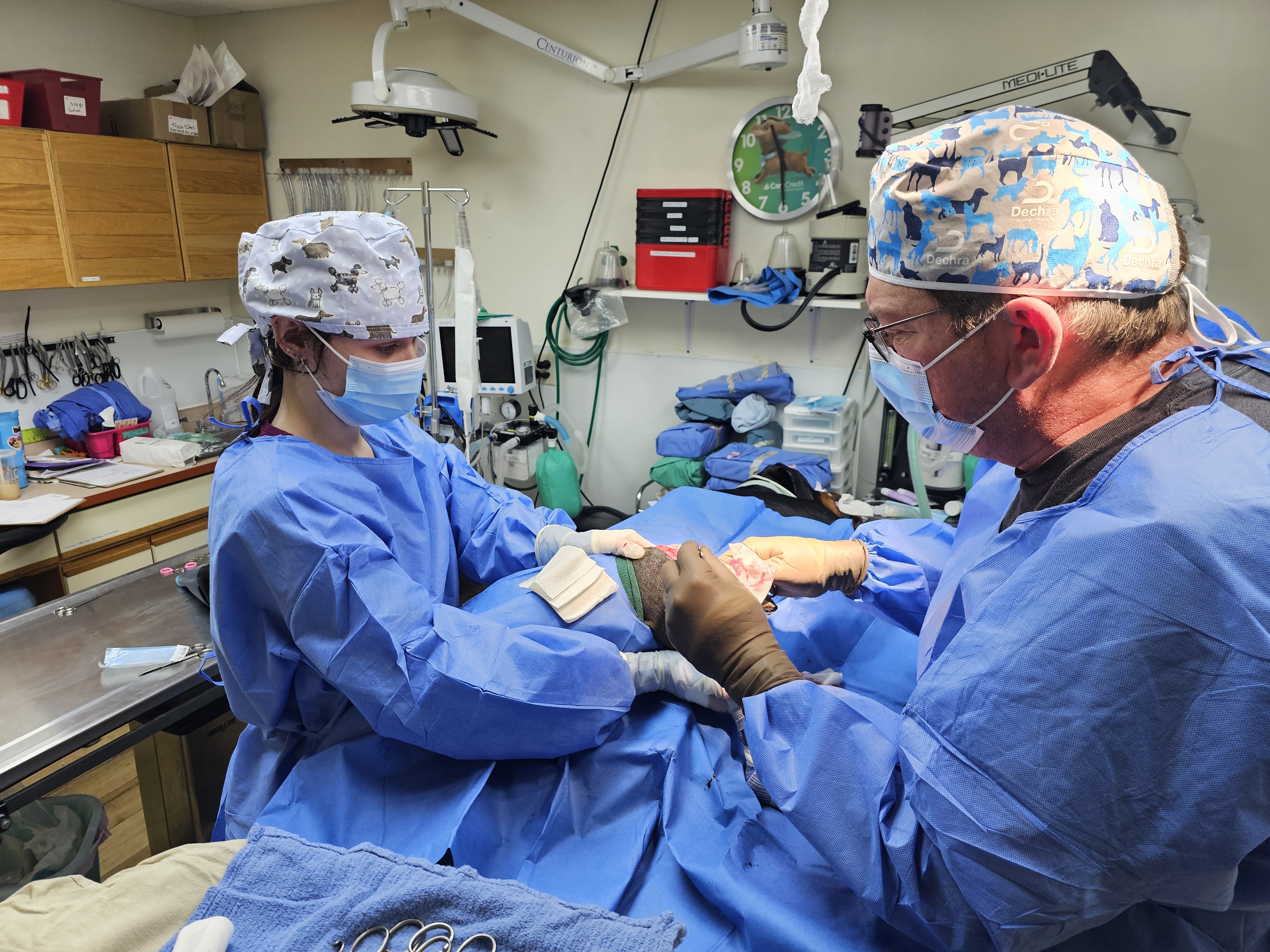 Veterinarian examining a dog