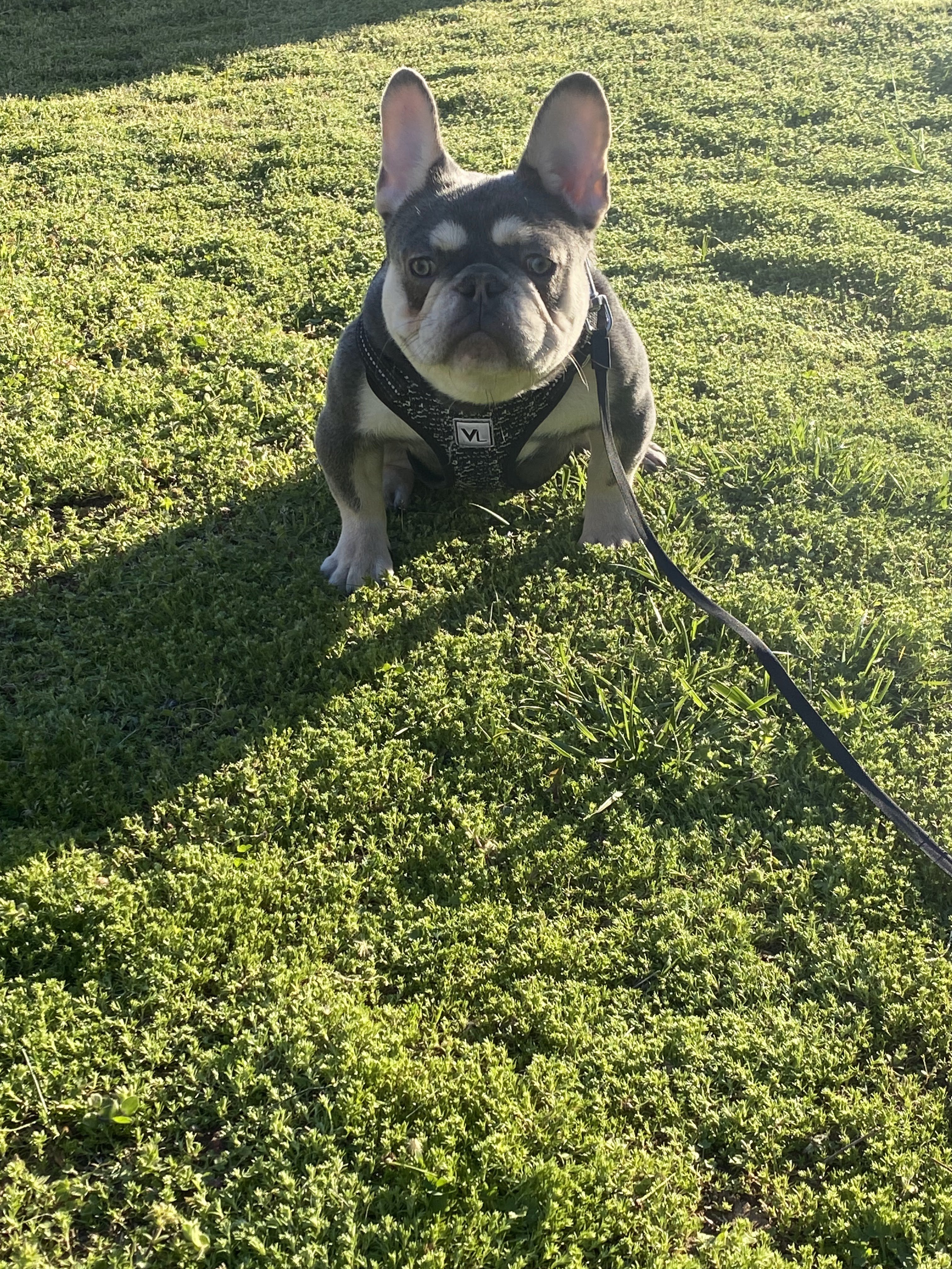 Elegant Dog Portrait