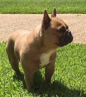French Bulldog