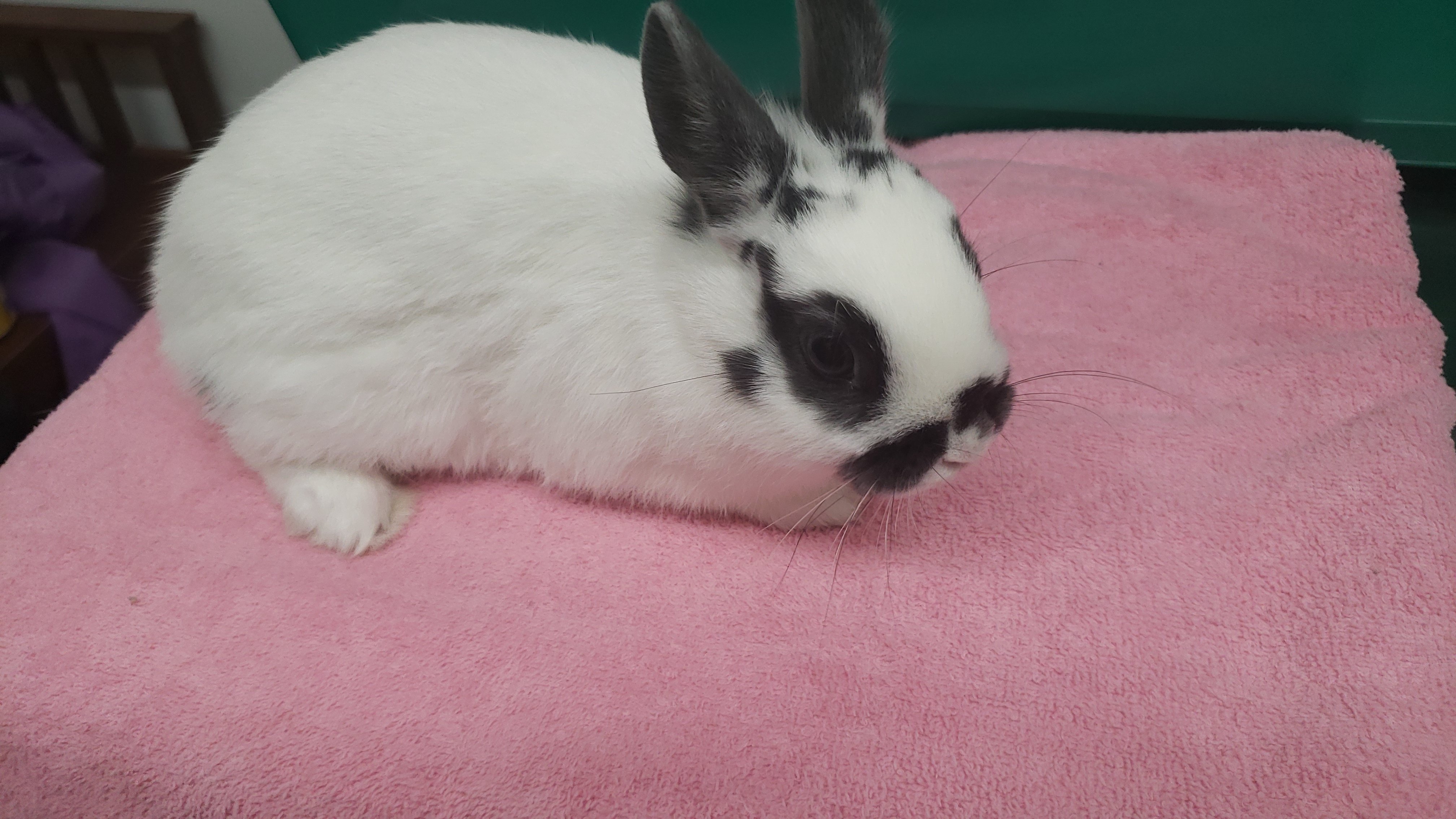 A white rabbit with black patches on its ears and face sitting on a pink blanket