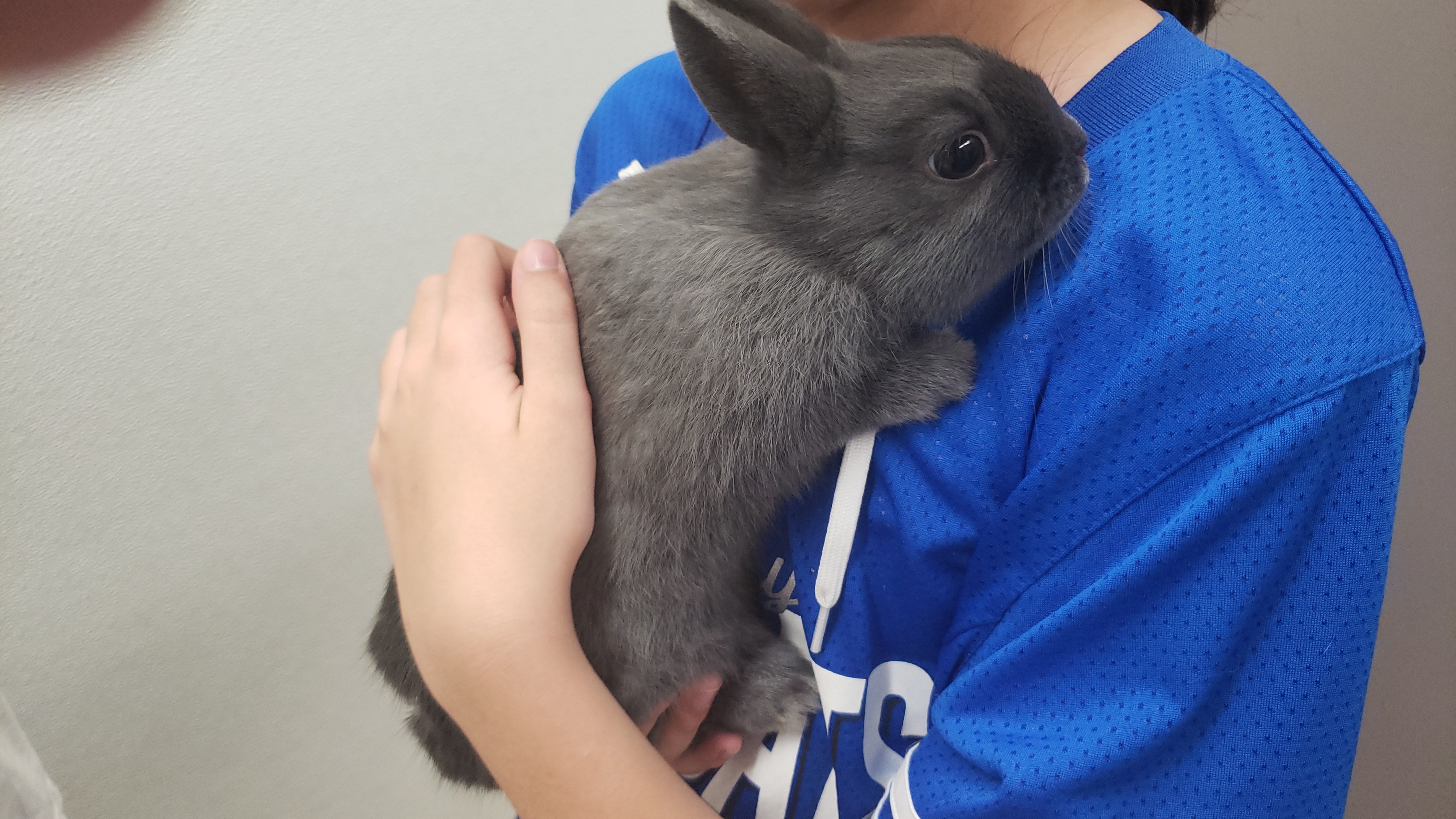 A person wearing a blue jersey holds a gray rabbit close to their chest