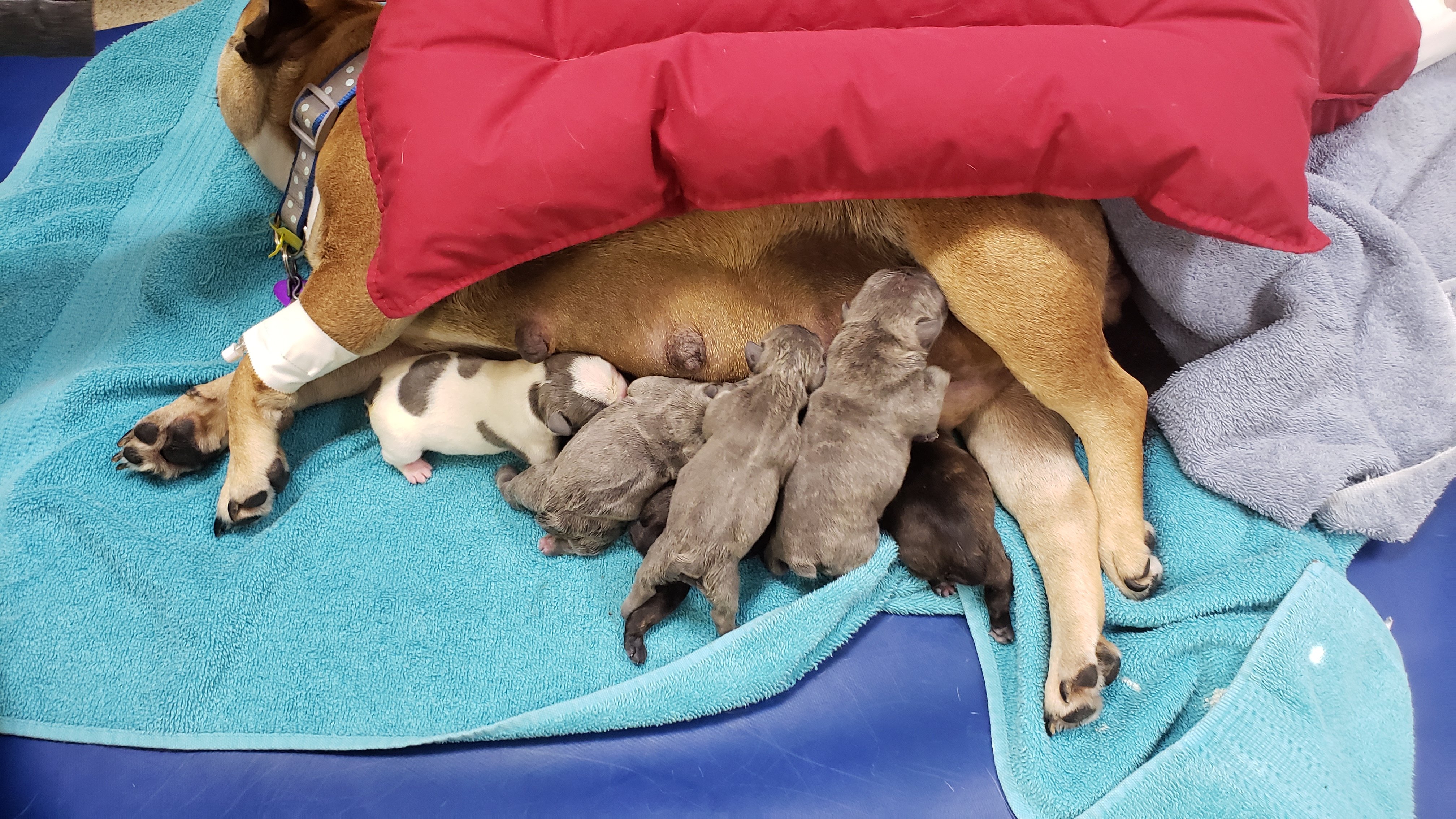 A mother dog with her newborn puppies after a C-section surgery