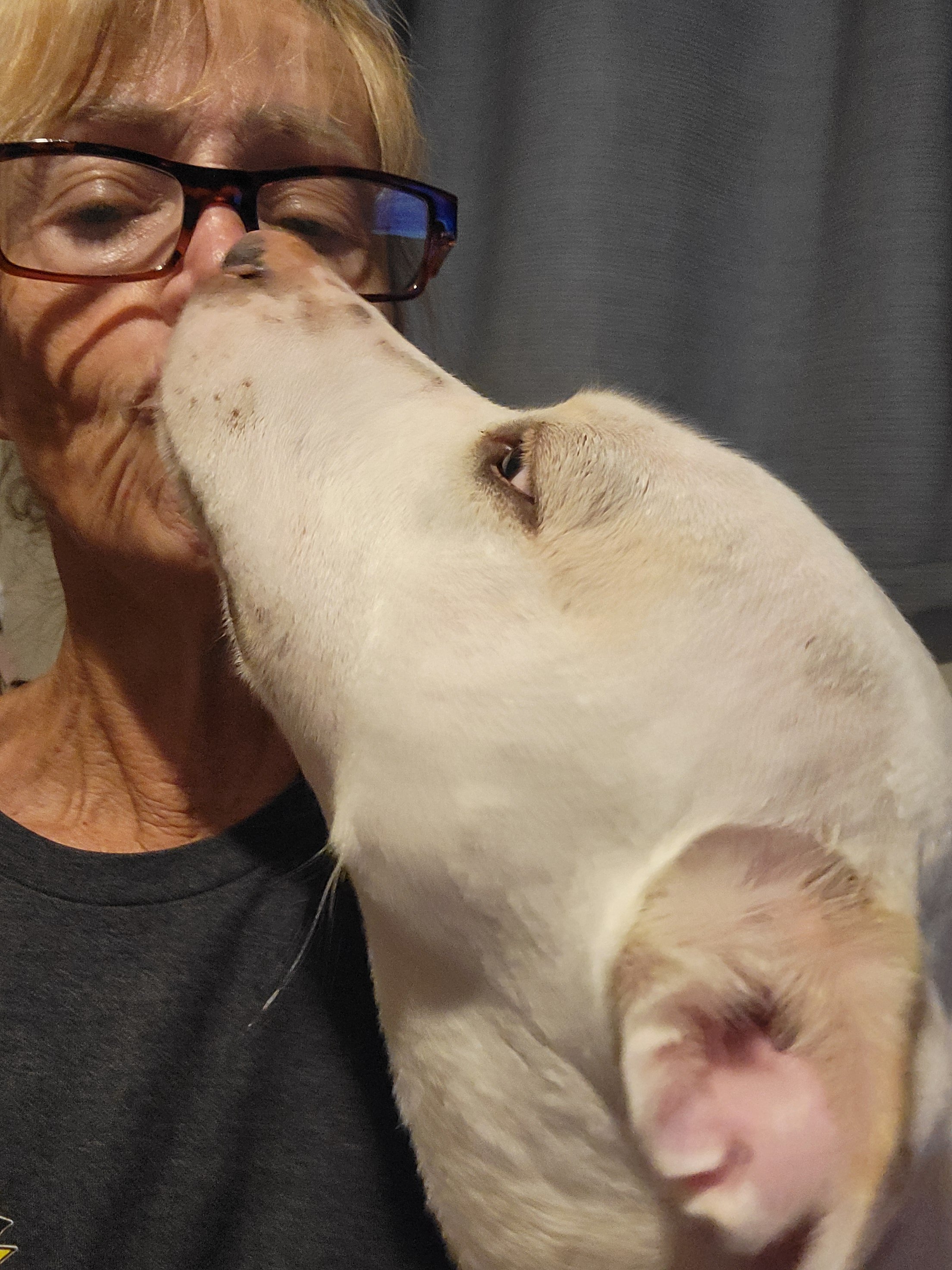 A woman wearing glasses kisses her white dog with brown spots on its face.
