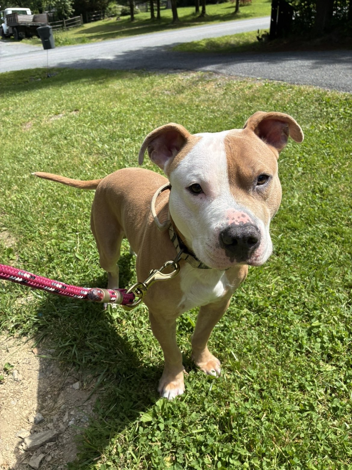 A brown and white pitbull mix dog on a leash in a grassy area