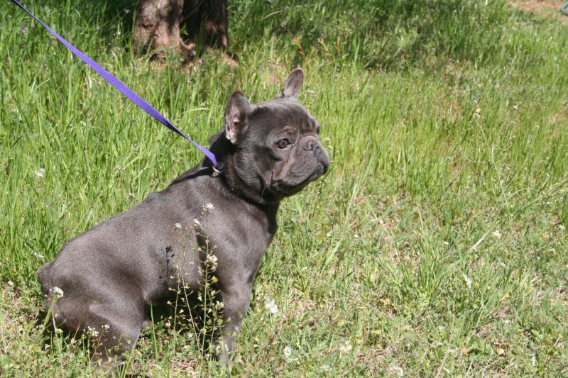 French Bulldog Portrait