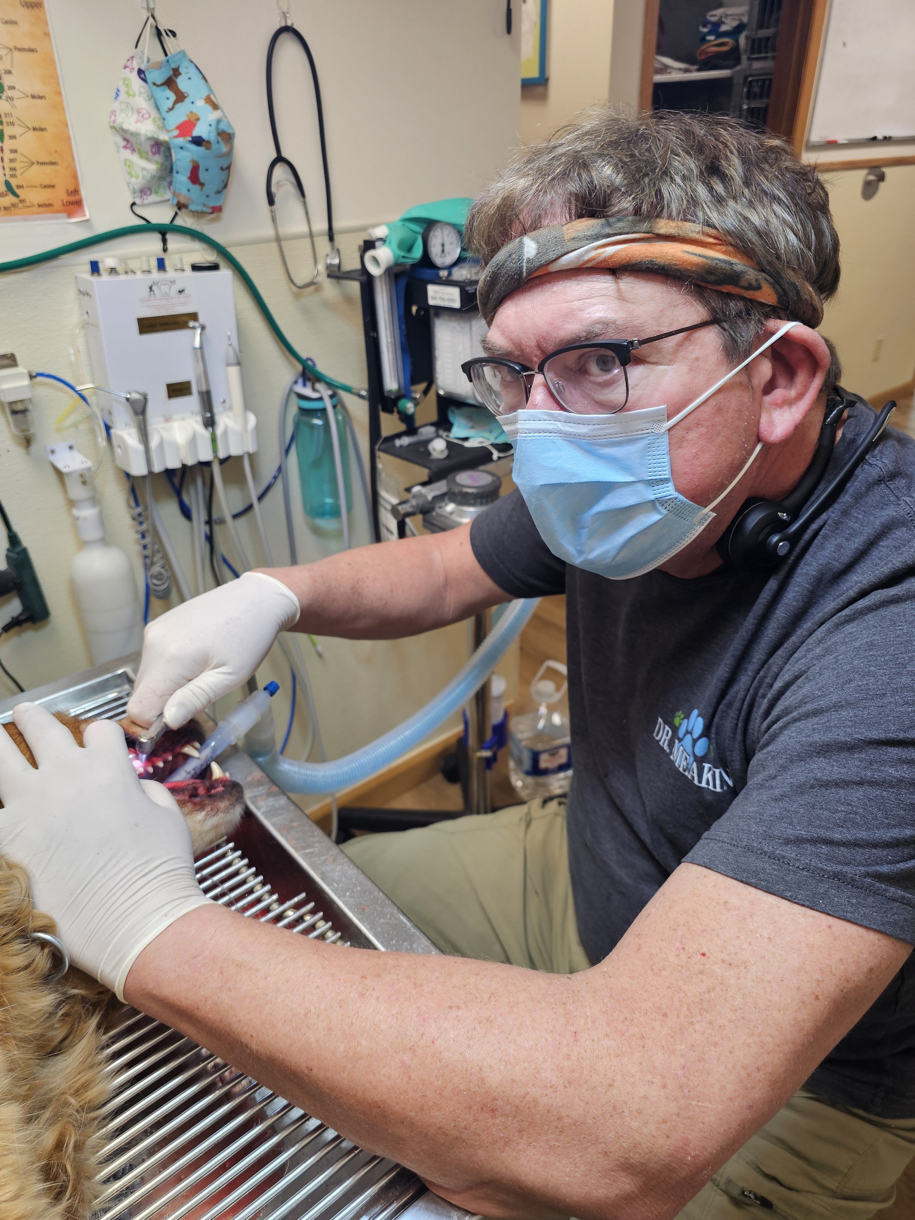 Dr. Daniel Hocks Meakin performing dental care on a dog in a veterinary clinic.