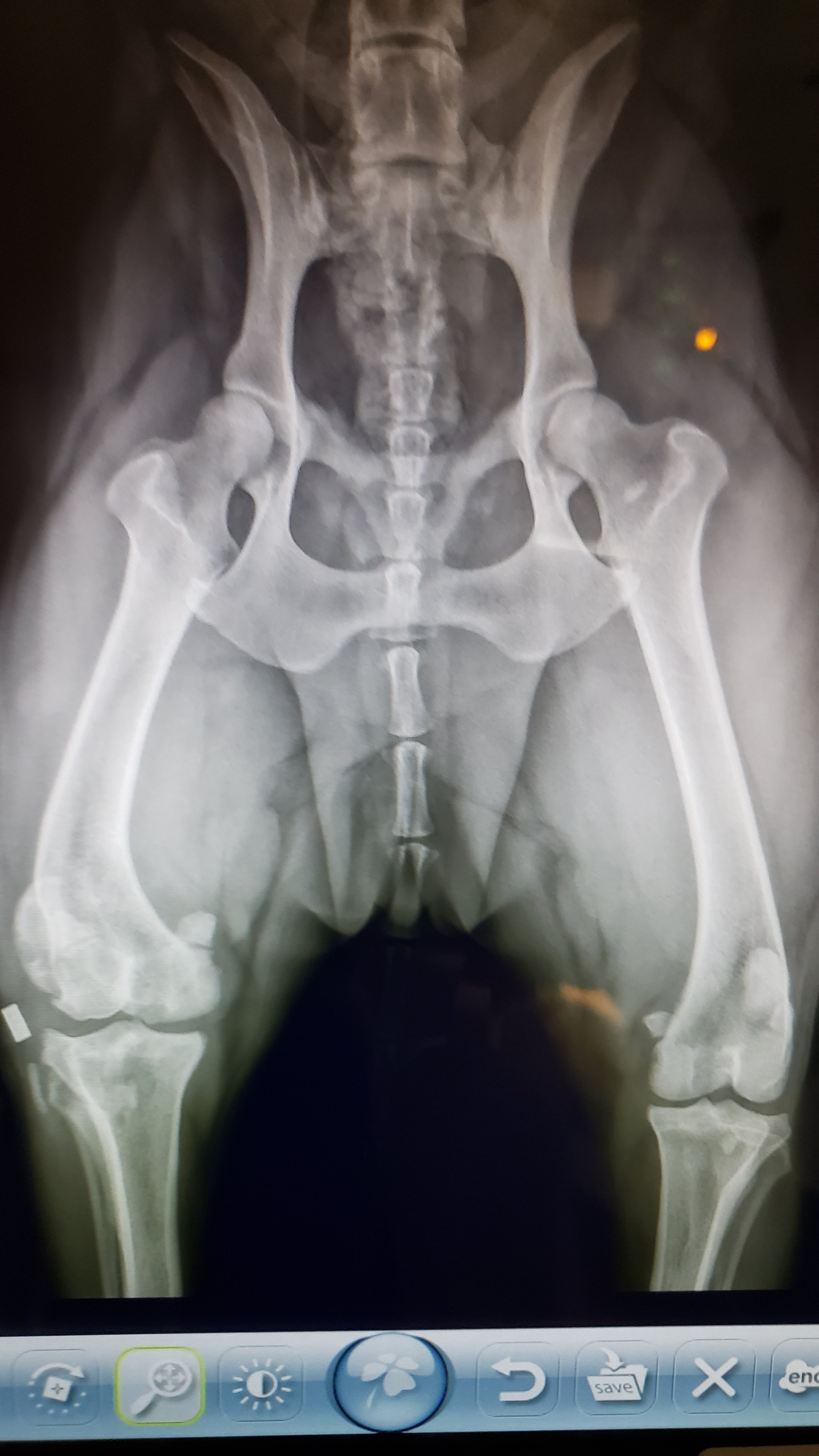 X-ray image of a dog's pelvis and hind legs showing bones and joints
