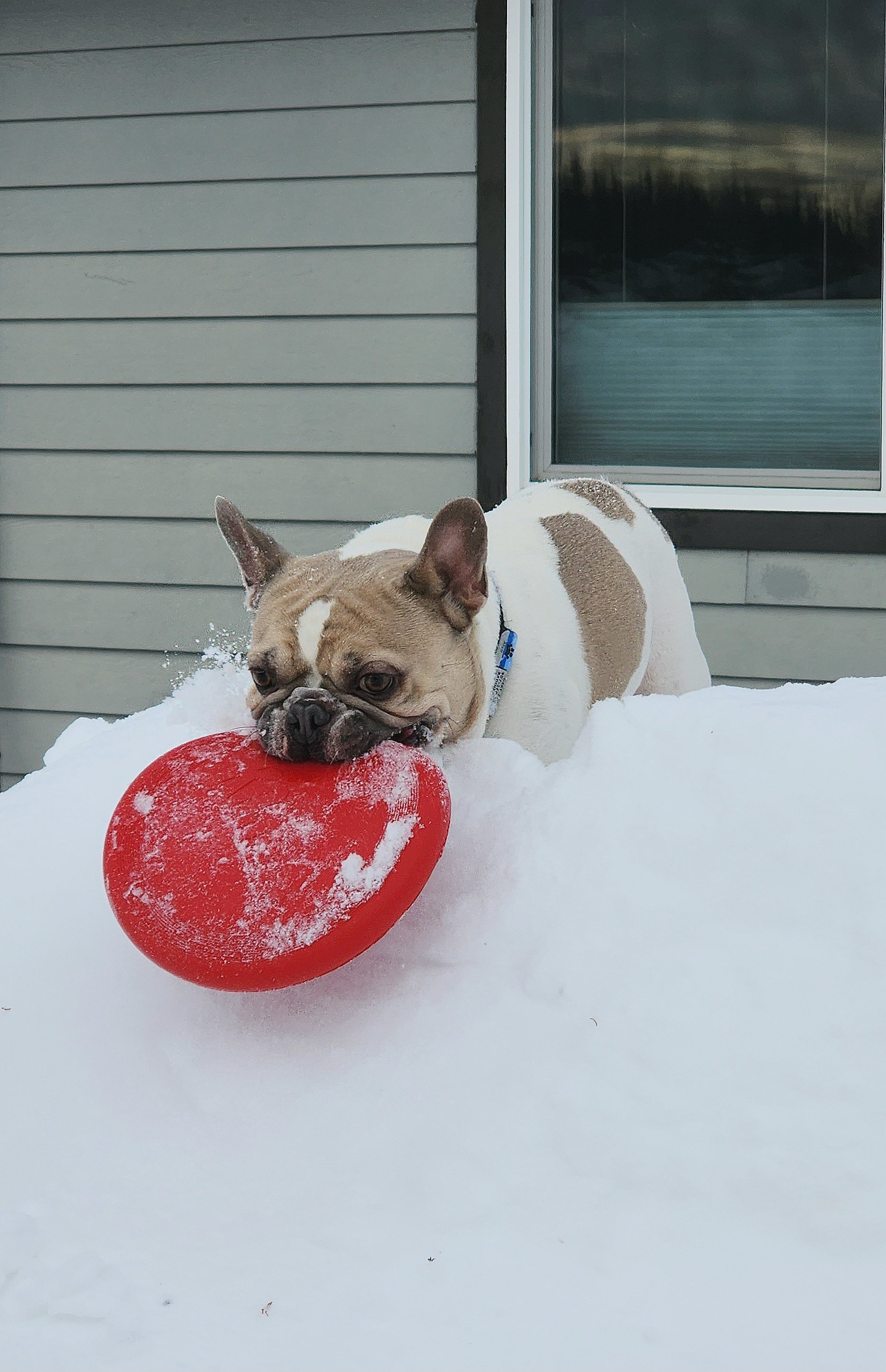 Stunning Dog Portrait