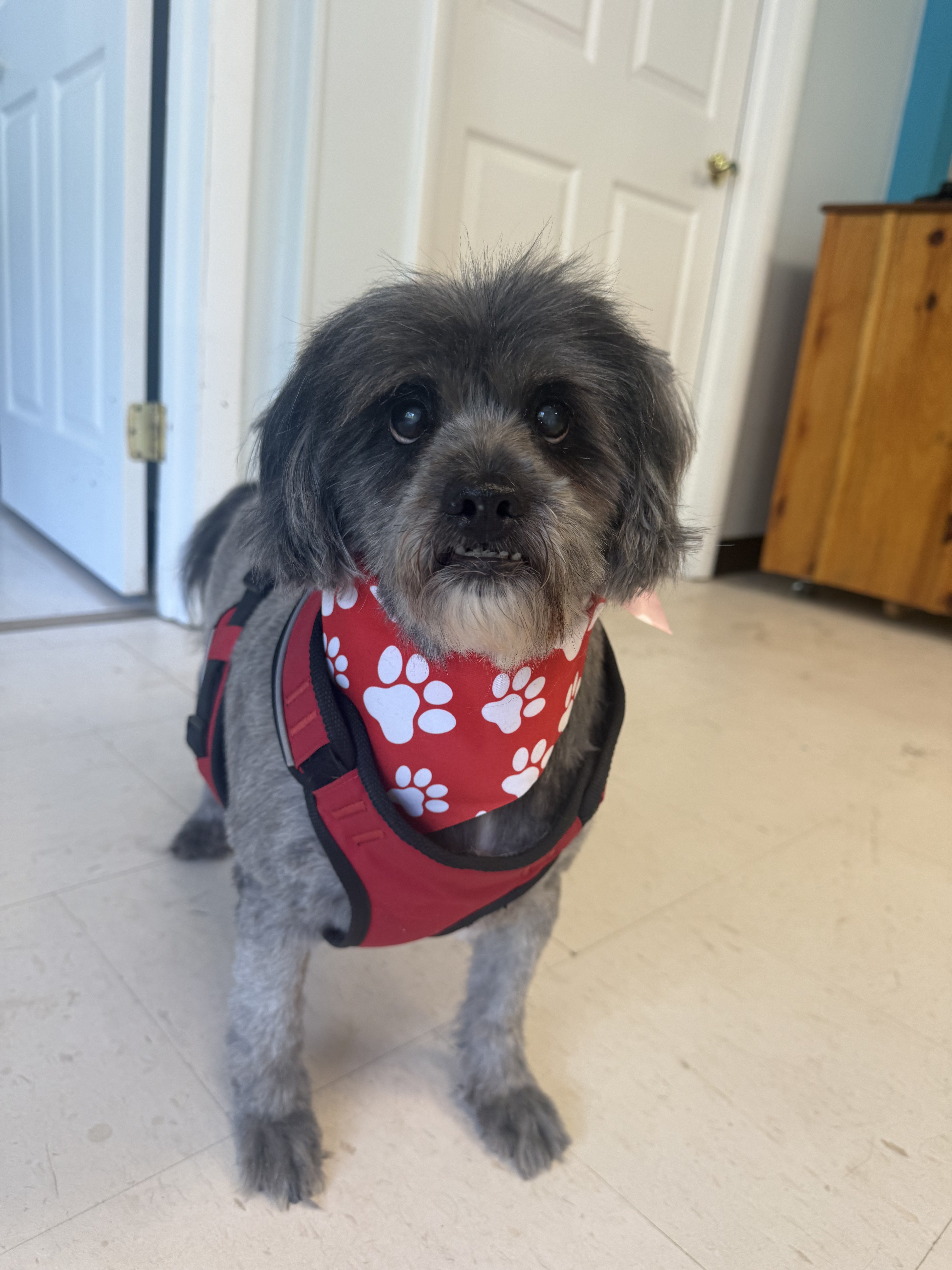A small gray dog with a red bandana with white paw prints stands in a room