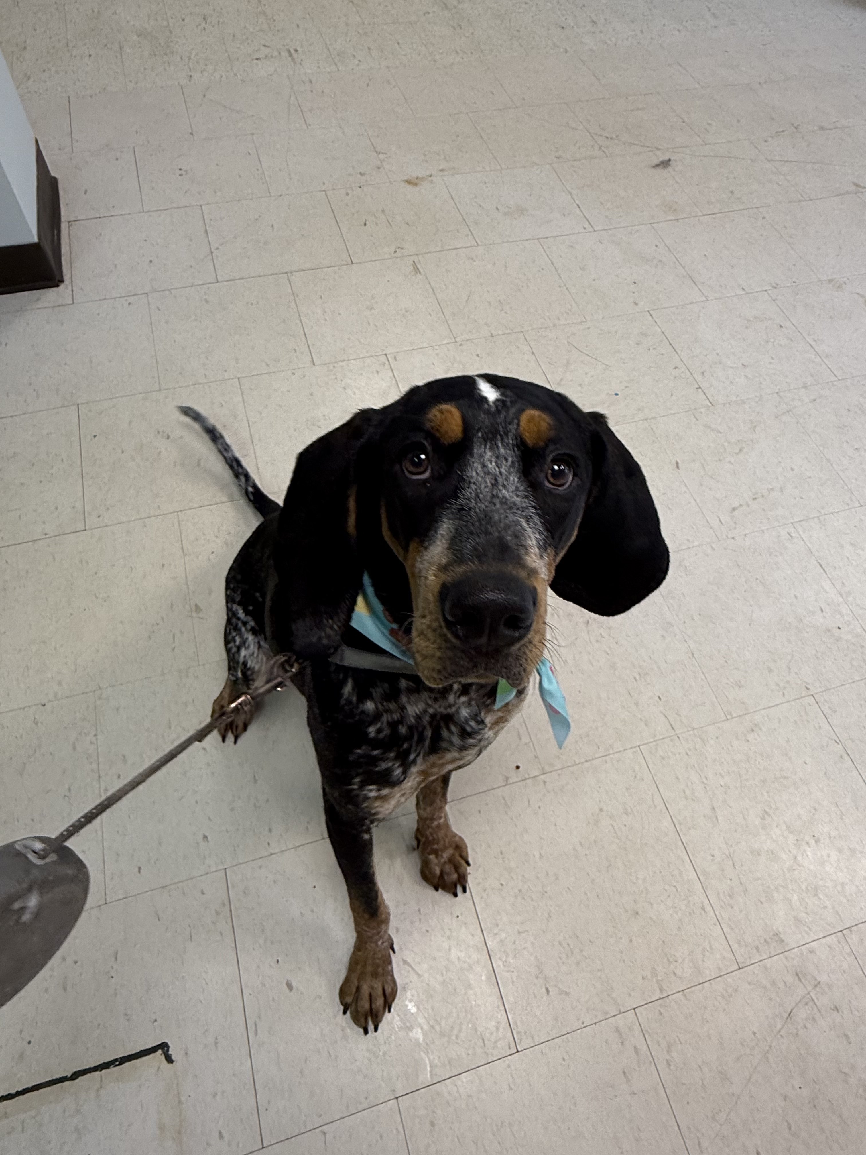 A black and white spotted dog with a blue bandana is sitting on a tiled floor.
