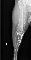 X-ray image of a dog's left leg showing a fracture and surgical fixation