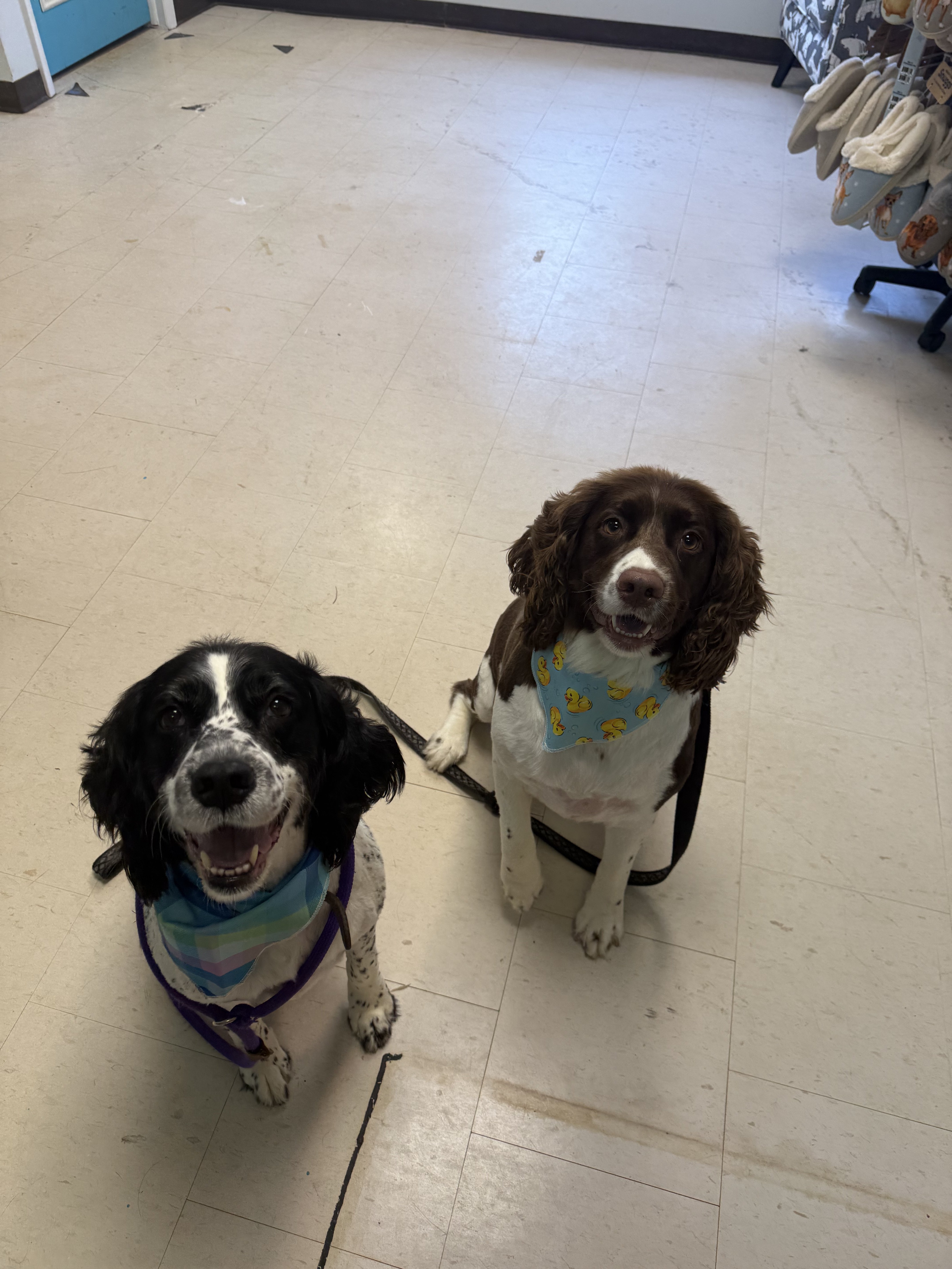 Two dogs wearing bandanas, one with ducks and the other with a rainbow, sitting on a tiled floor