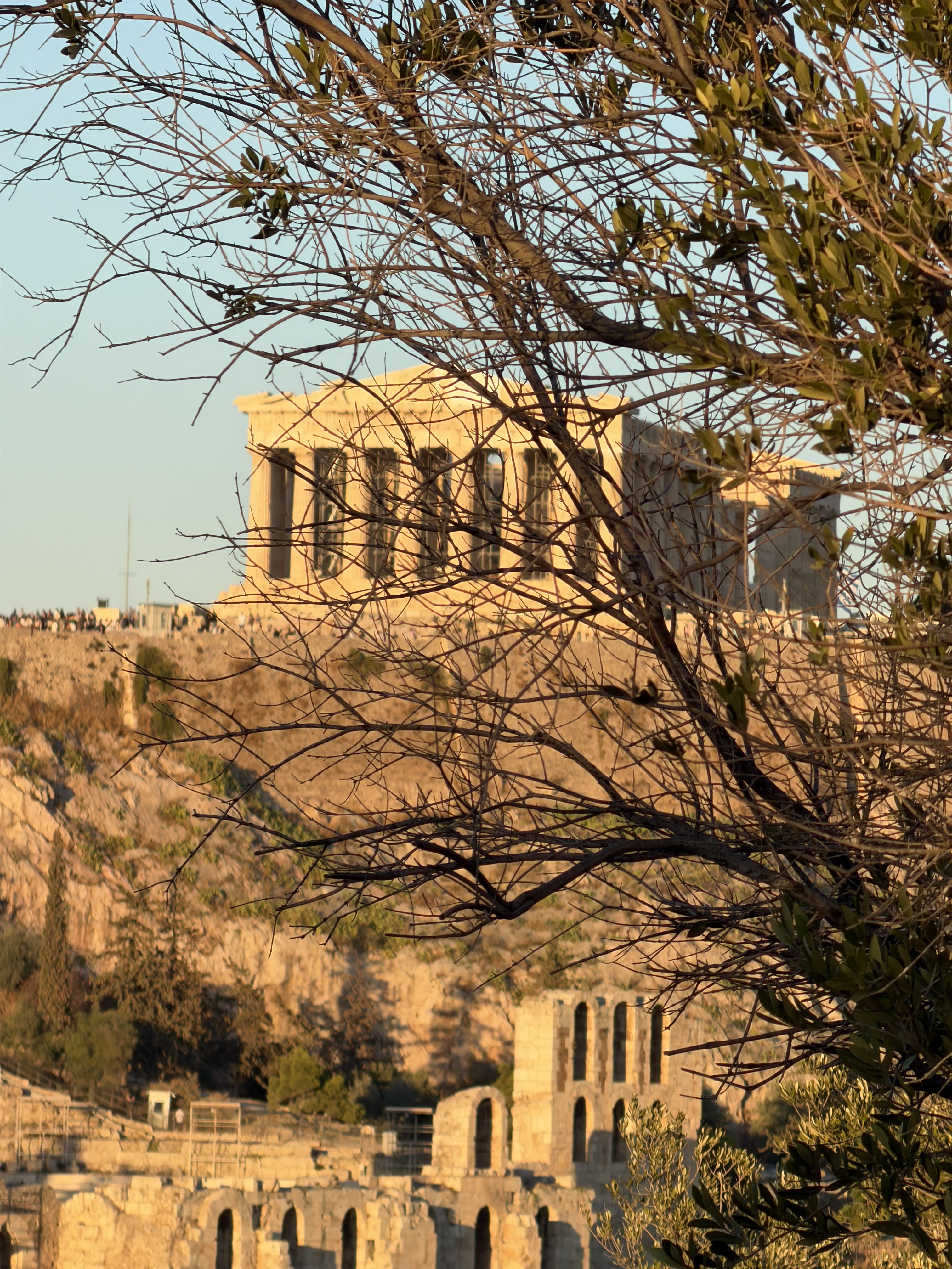 A view of the Parthenon Temple on the Acropolis in Athens, Greece, with a tree in the foreground.