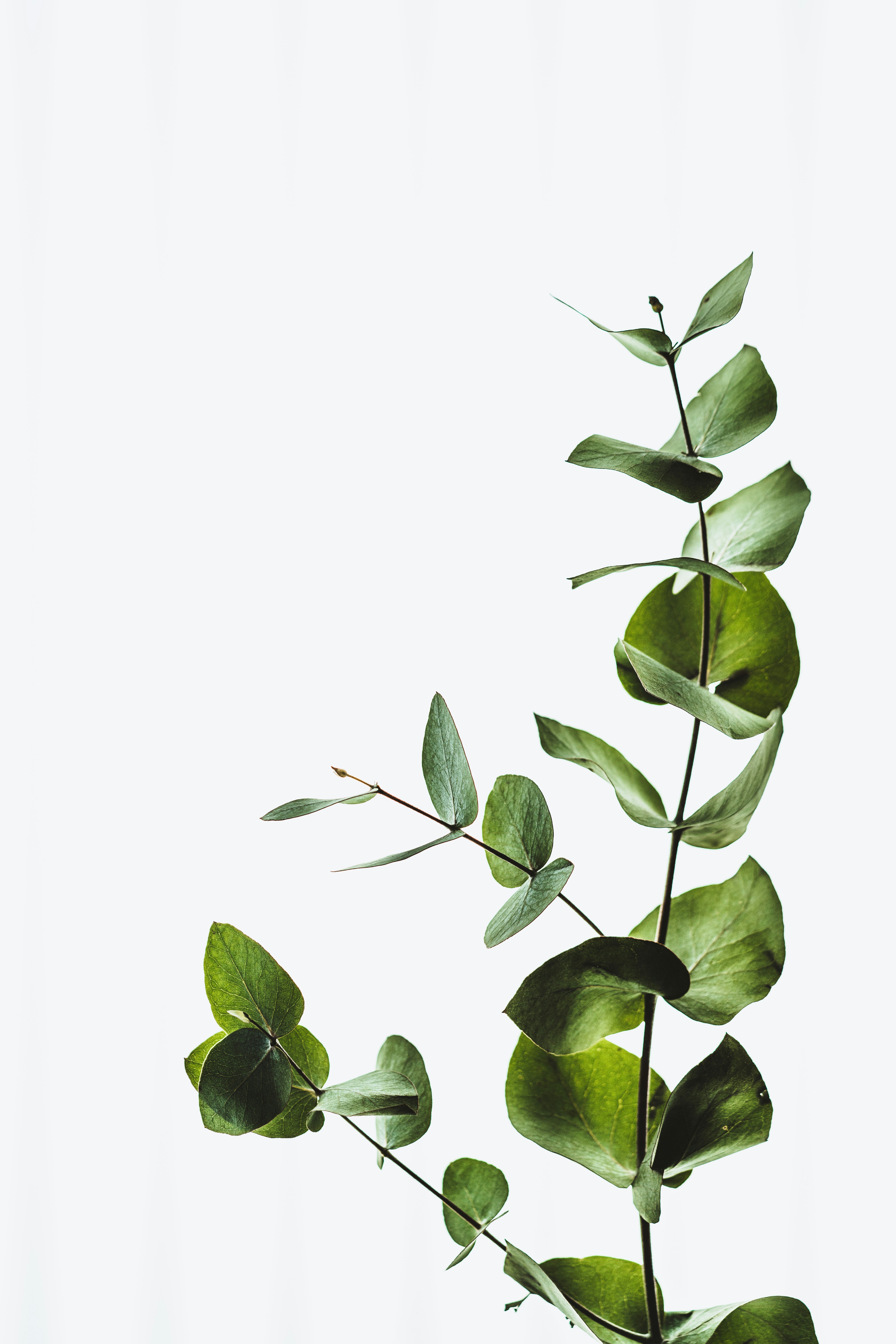 Close-up of a eucalyptus plant with green leaves against a white background