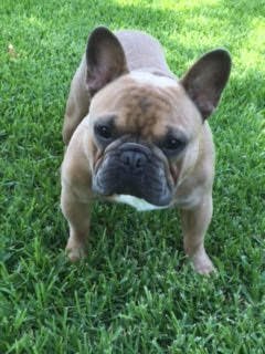 French Bulldog Puppy