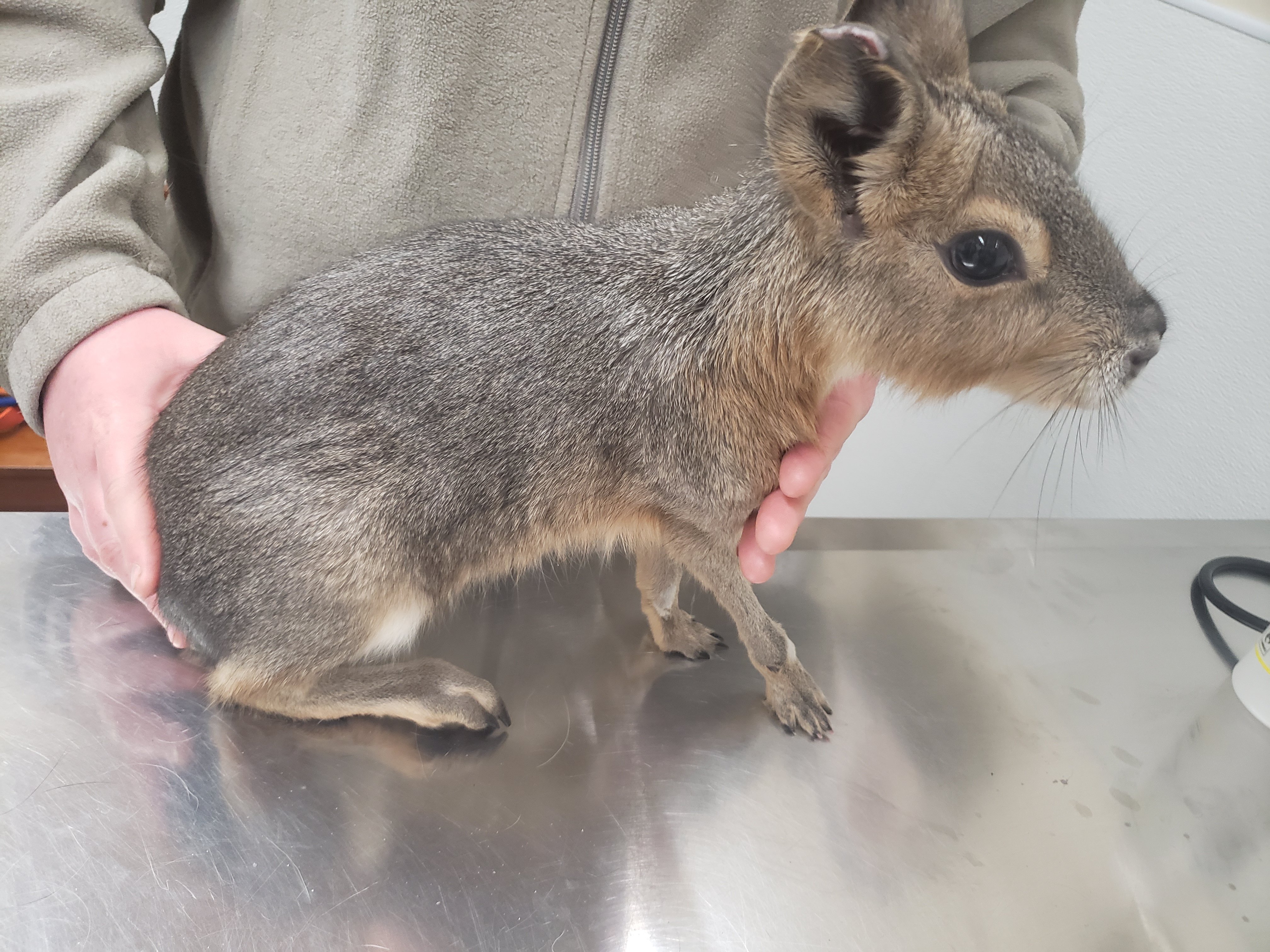 A person holds a small, furry animal resembling a rabbit in a veterinary clinic
