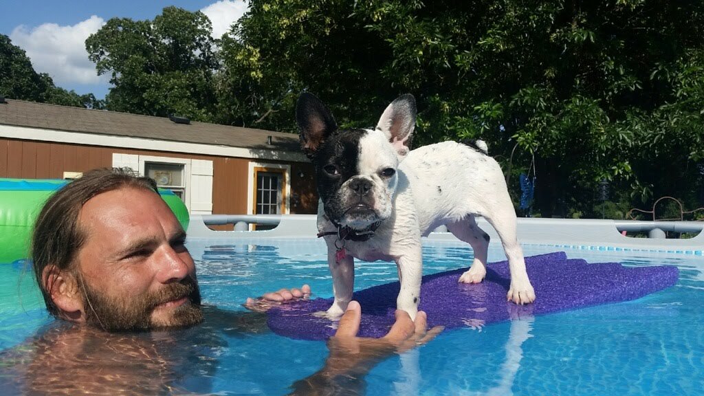 French Bulldog Puppy