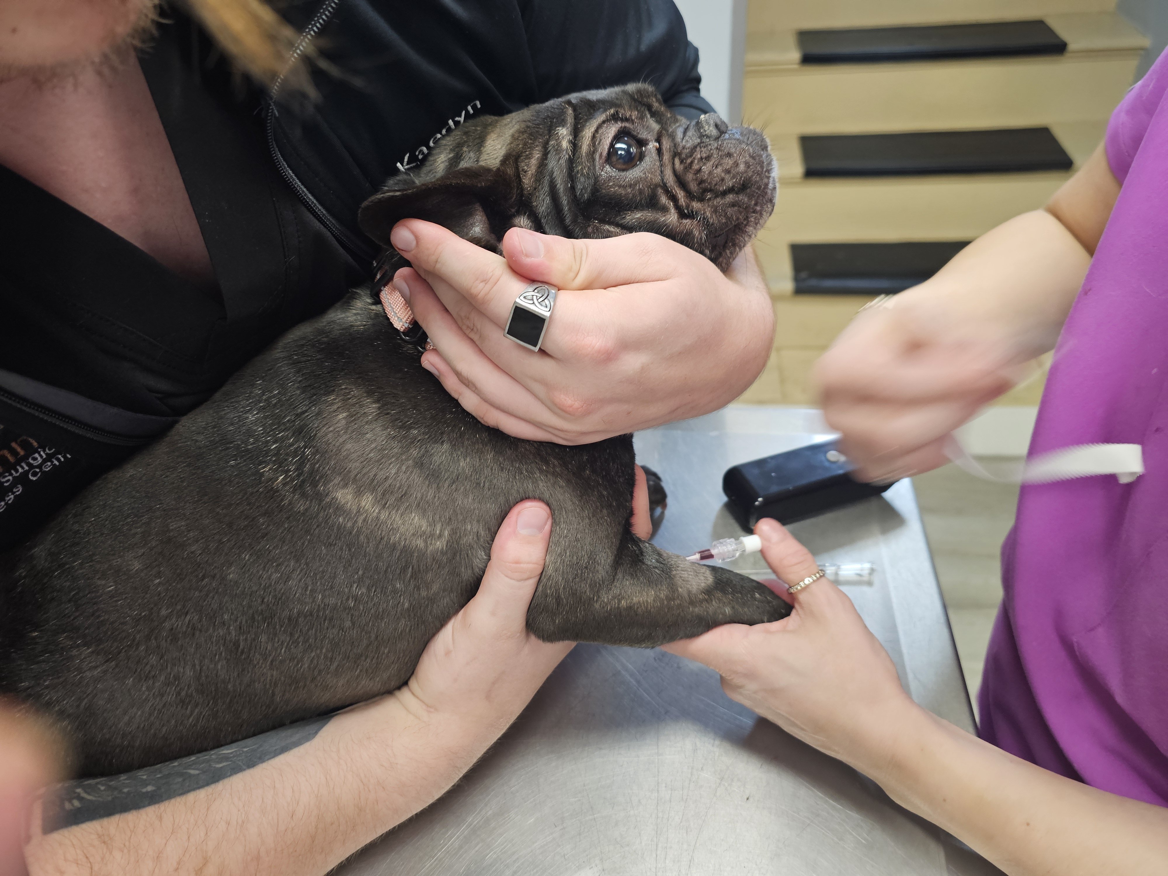 Veterinary care