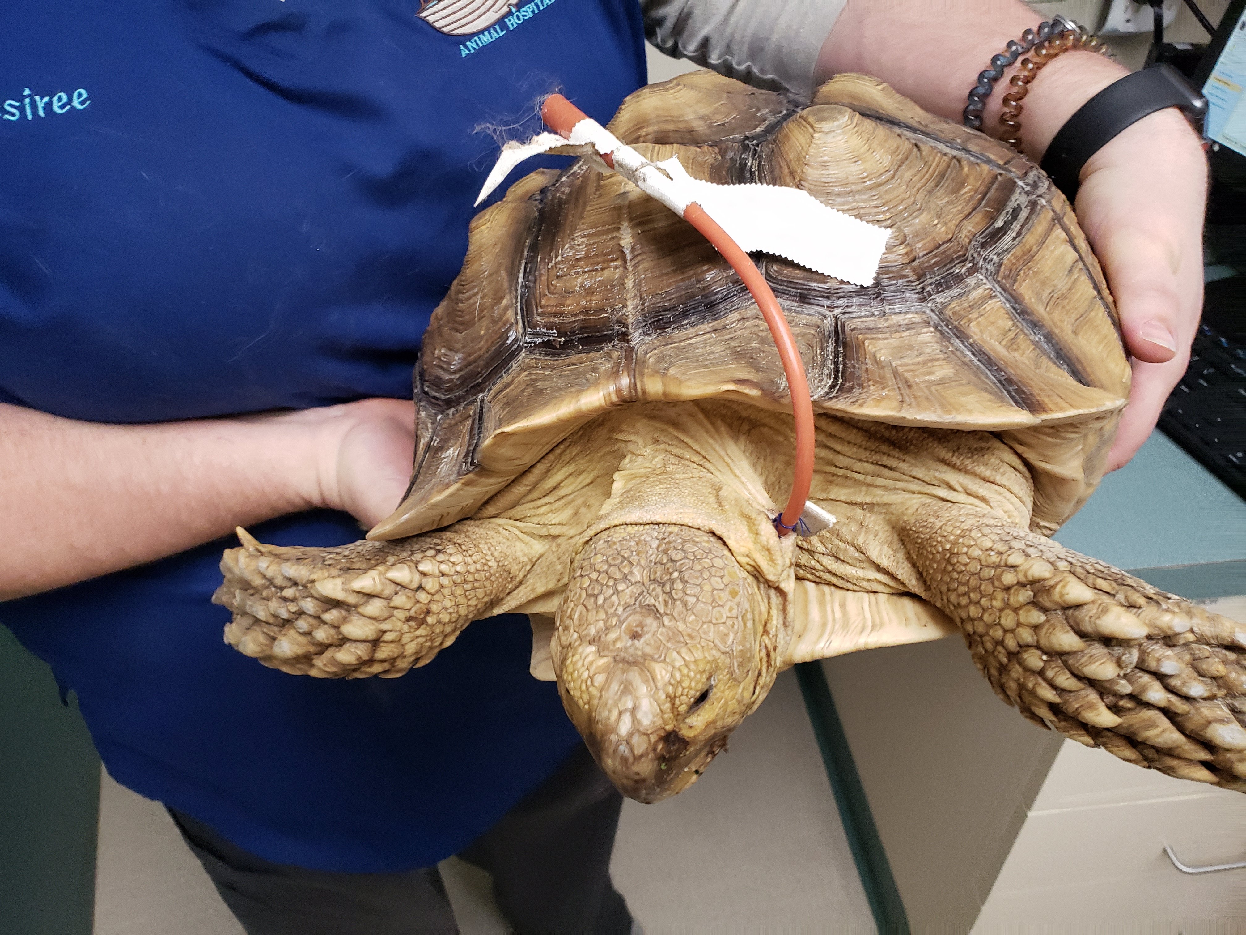 A tortoise with a medical tube attached to its shell, held by a person in a blue shirt.