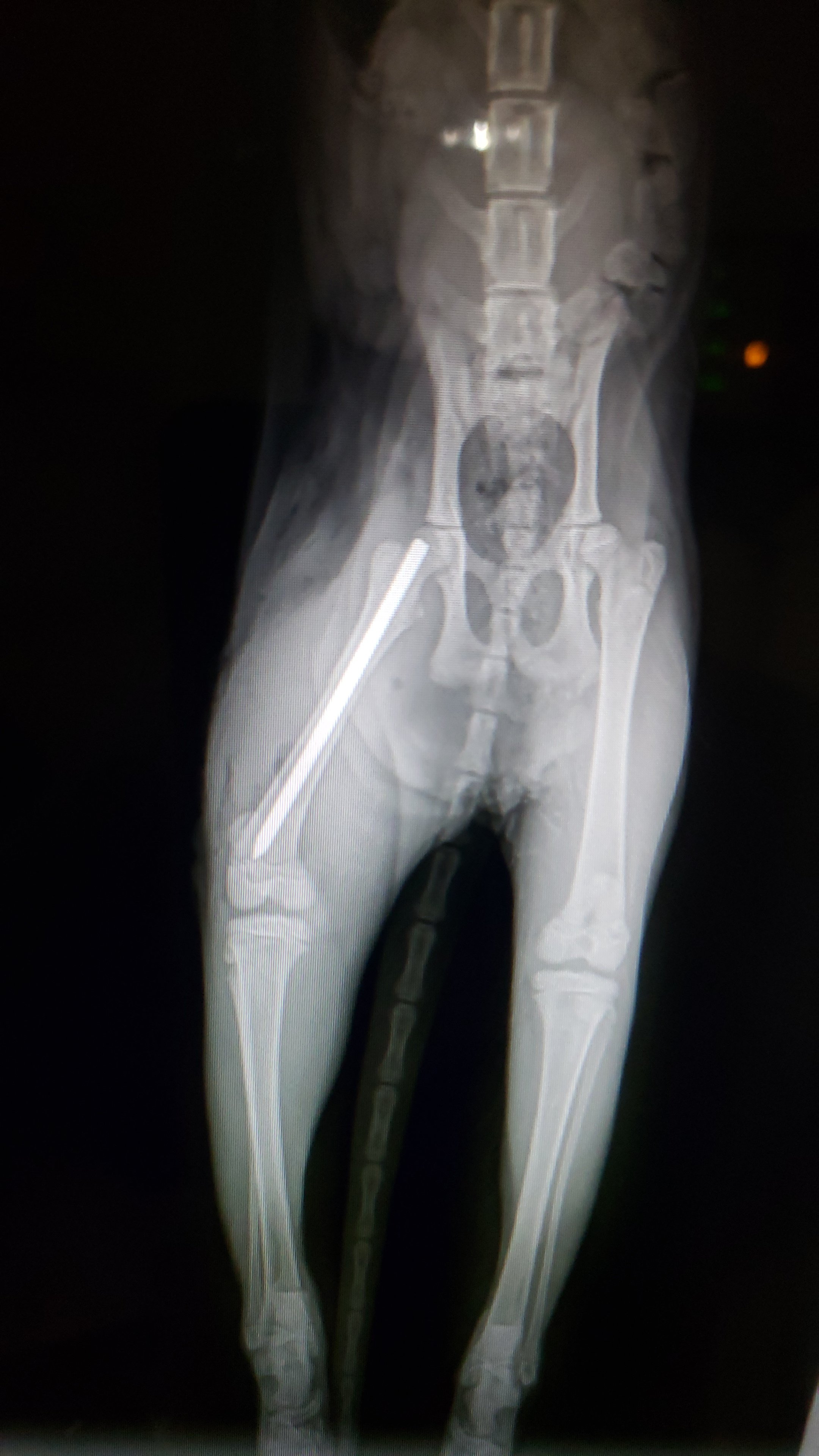 X-ray image of a dog's hind legs showing bones and joints
