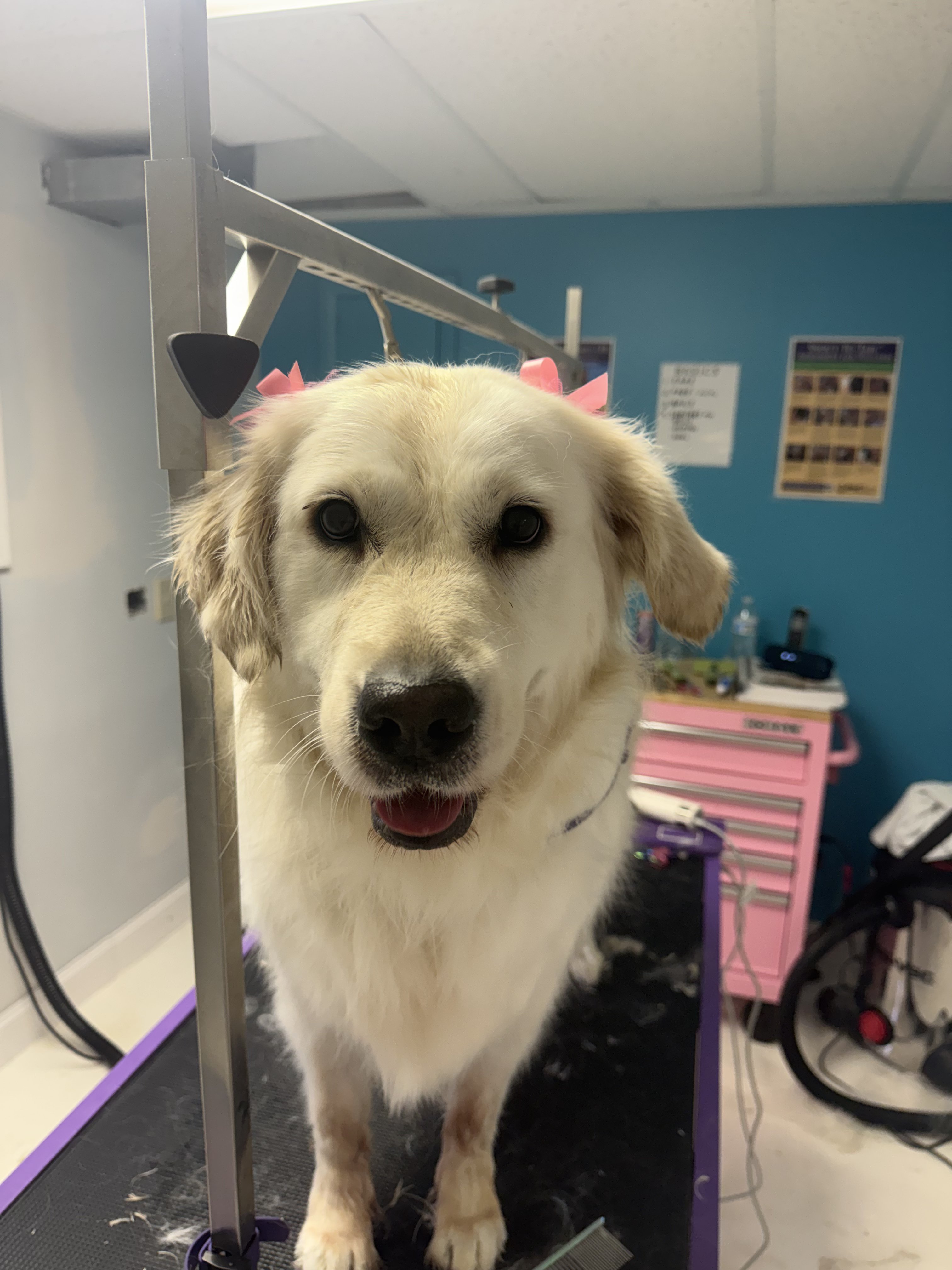 A golden retriever with pink bows in its ears stands on a grooming table in a salon
