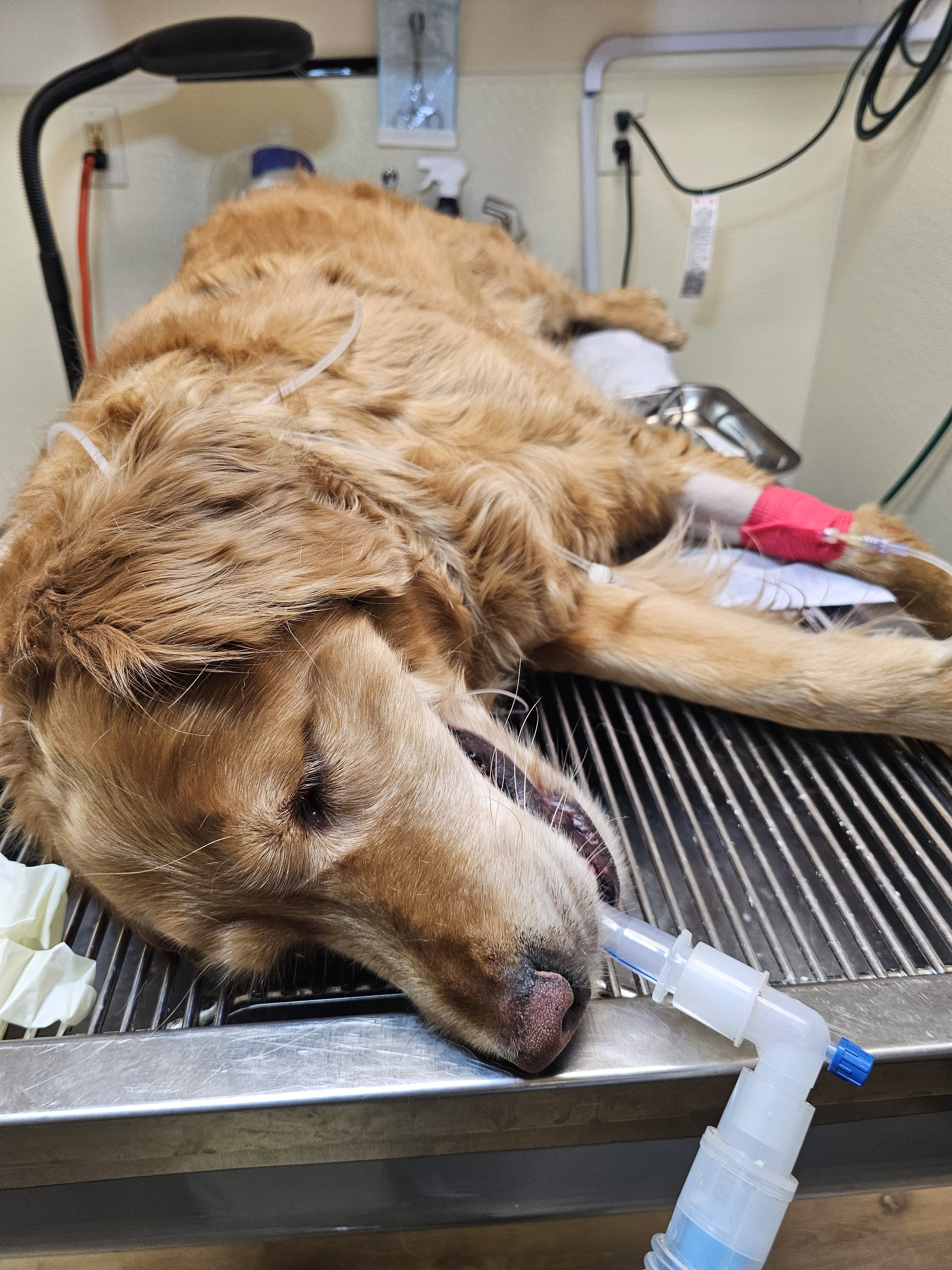 Veterinary team