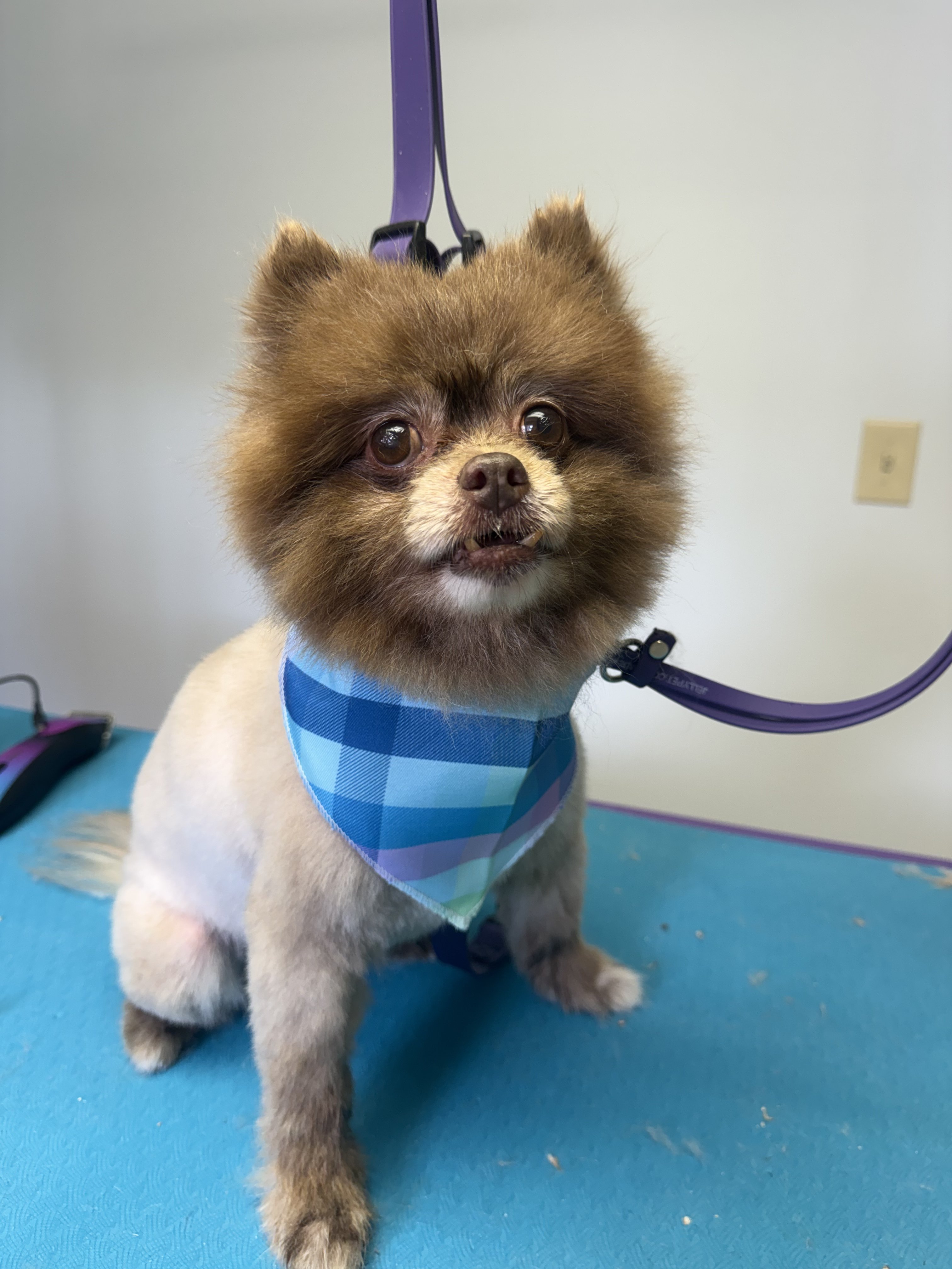 A small brown Pomeranian dog with a blue checkered bandana is sitting on a blue table.