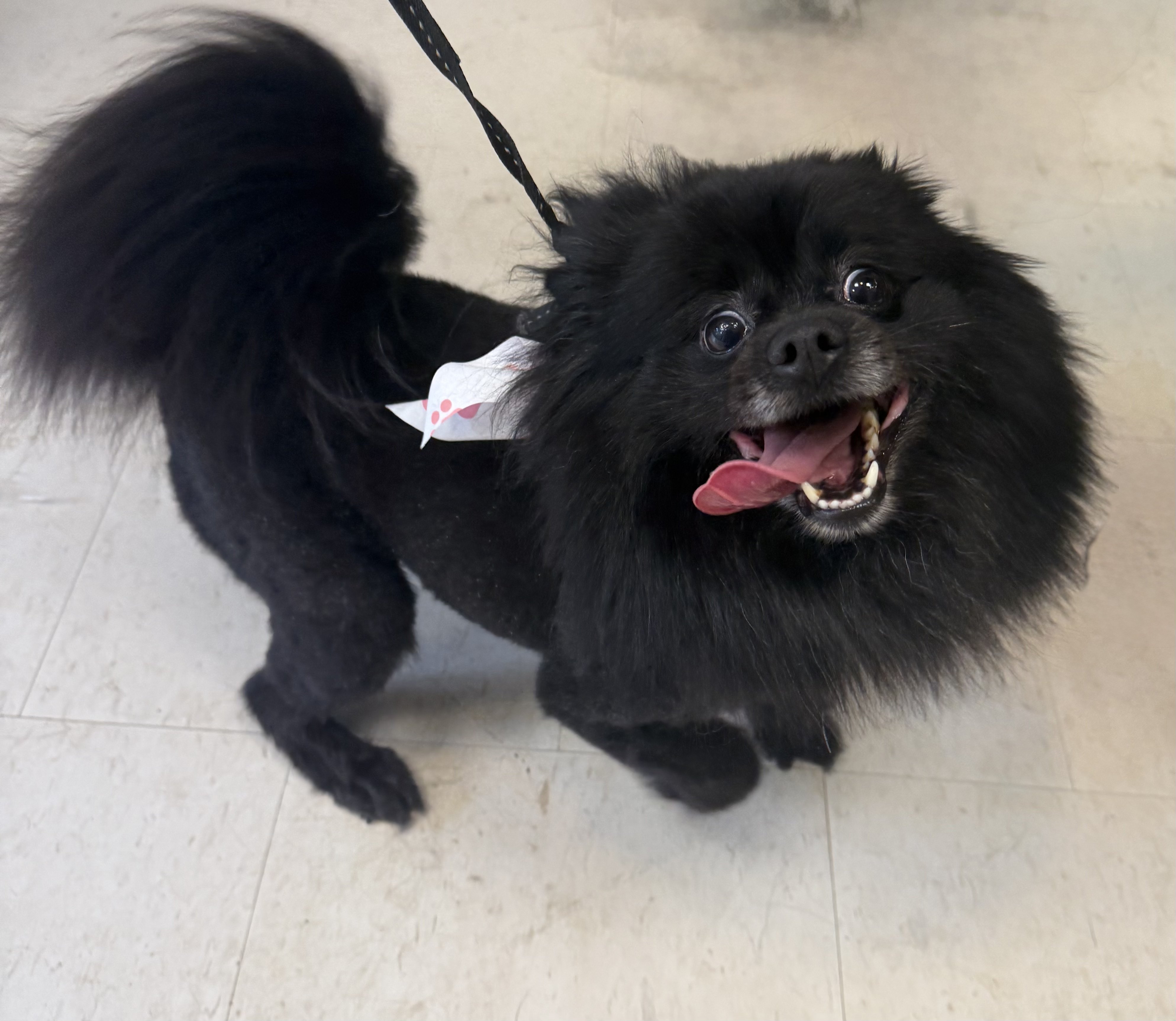 A black fluffy dog with a pink tongue sticking out, wearing a pink and white bandana, standing on a tiled floor.