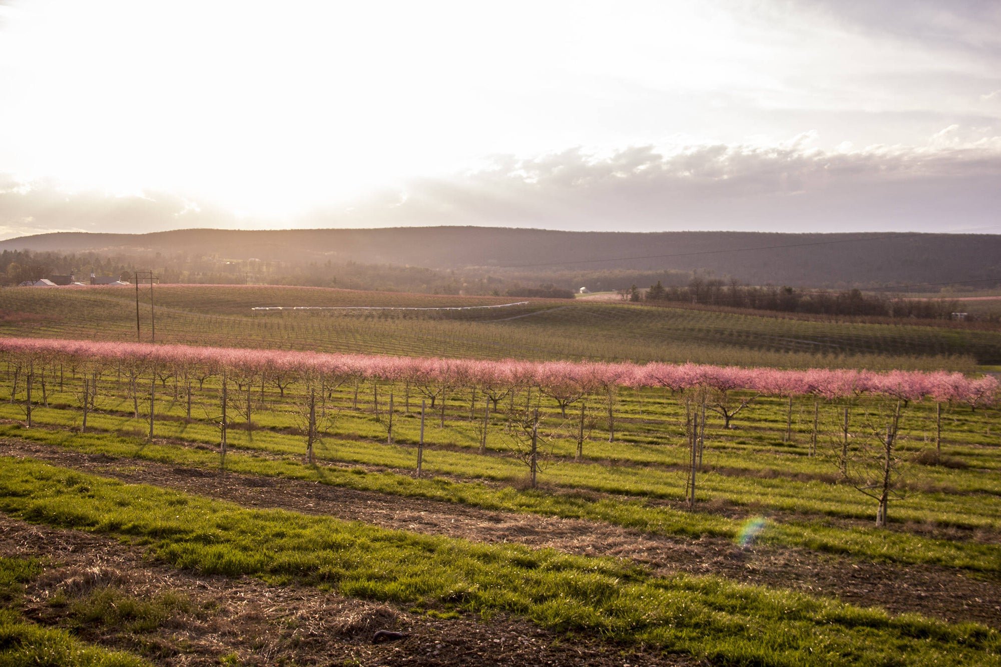 A field of young cherry trees with pink blossoms in the foreground and a mountain range in the background.