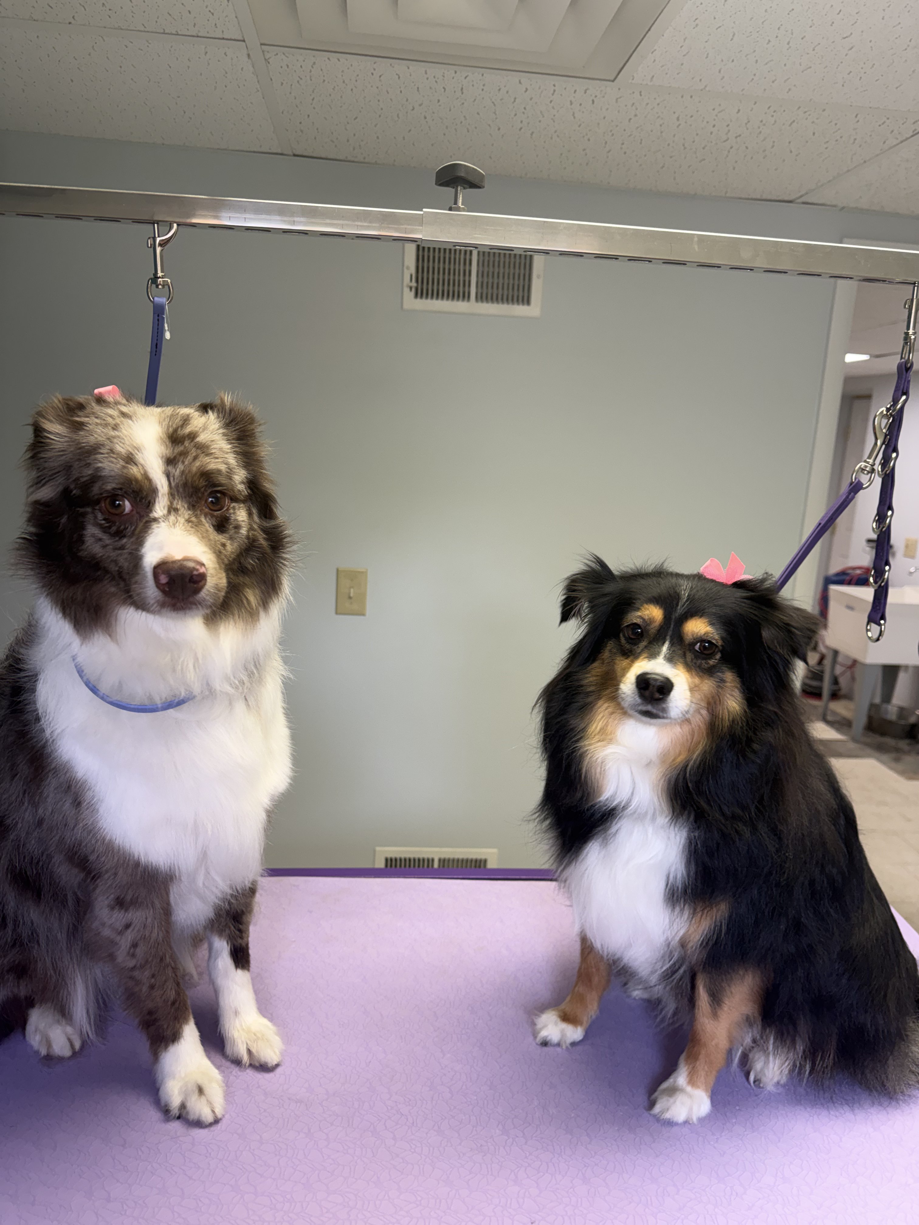 Two dogs, one with a blue collar and the other with a pink bow, sitting on a purple mat in a grooming salon