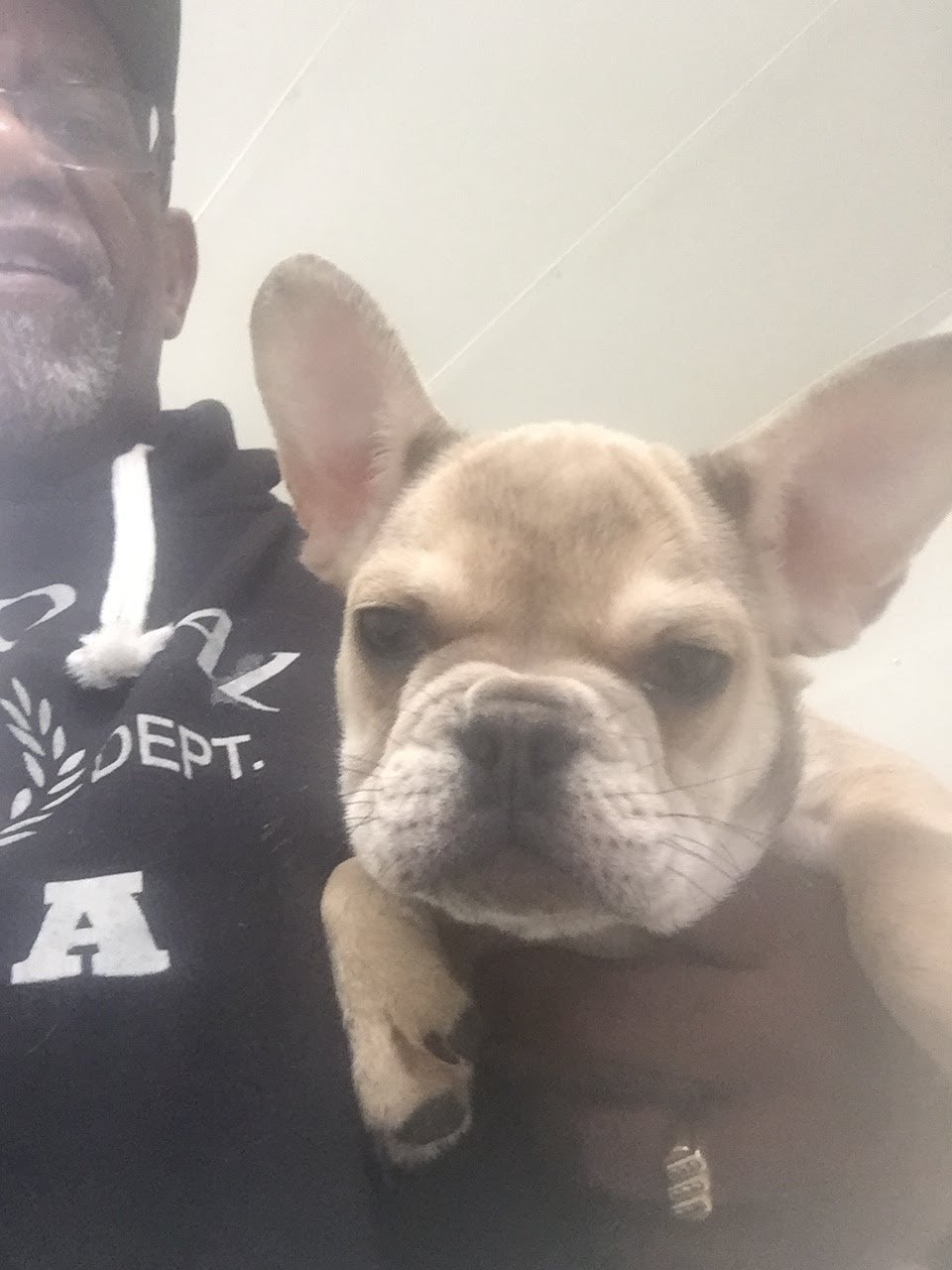 French Bulldog Portrait