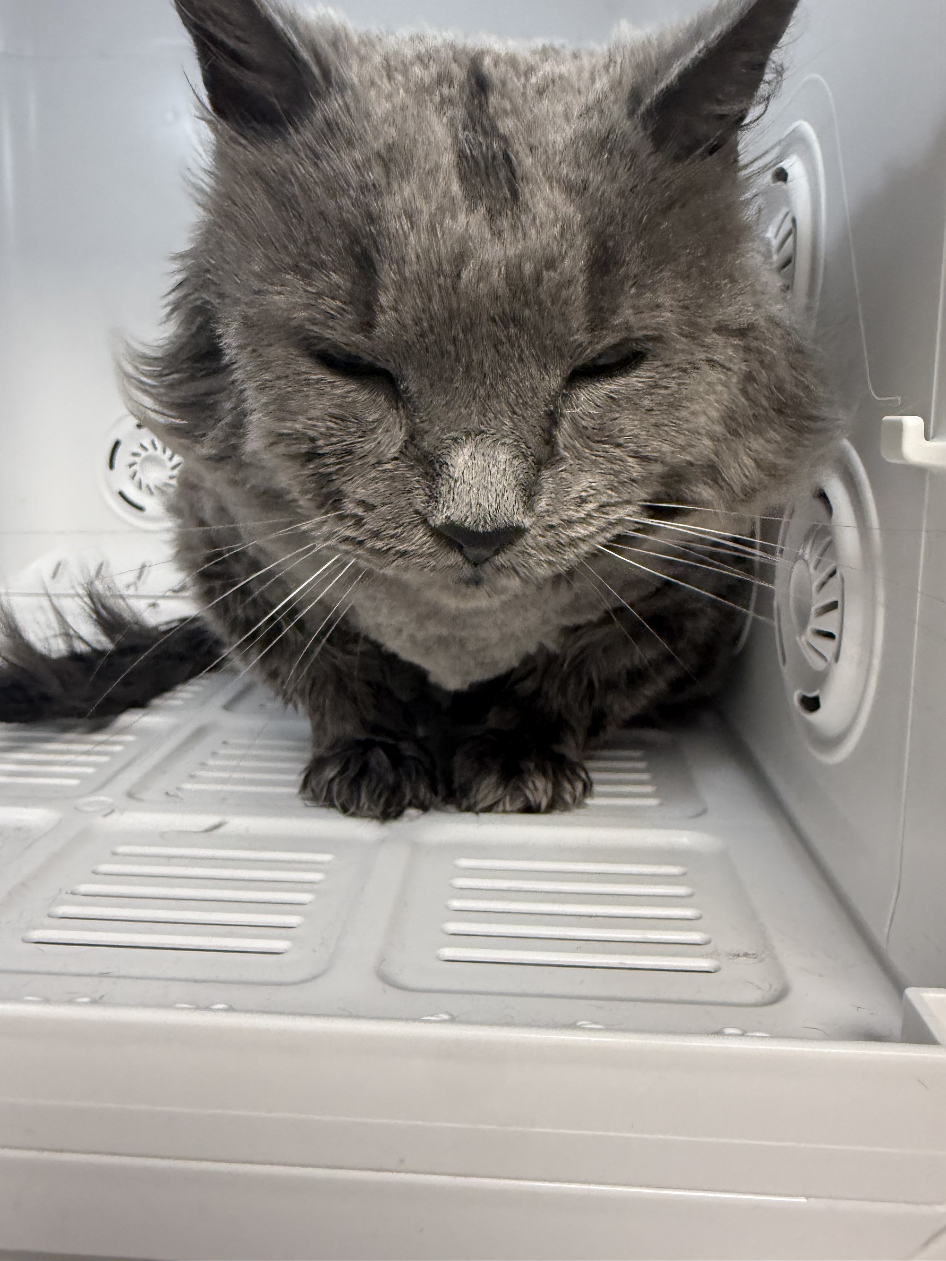 A gray cat with a wet coat sitting inside a white refrigerator