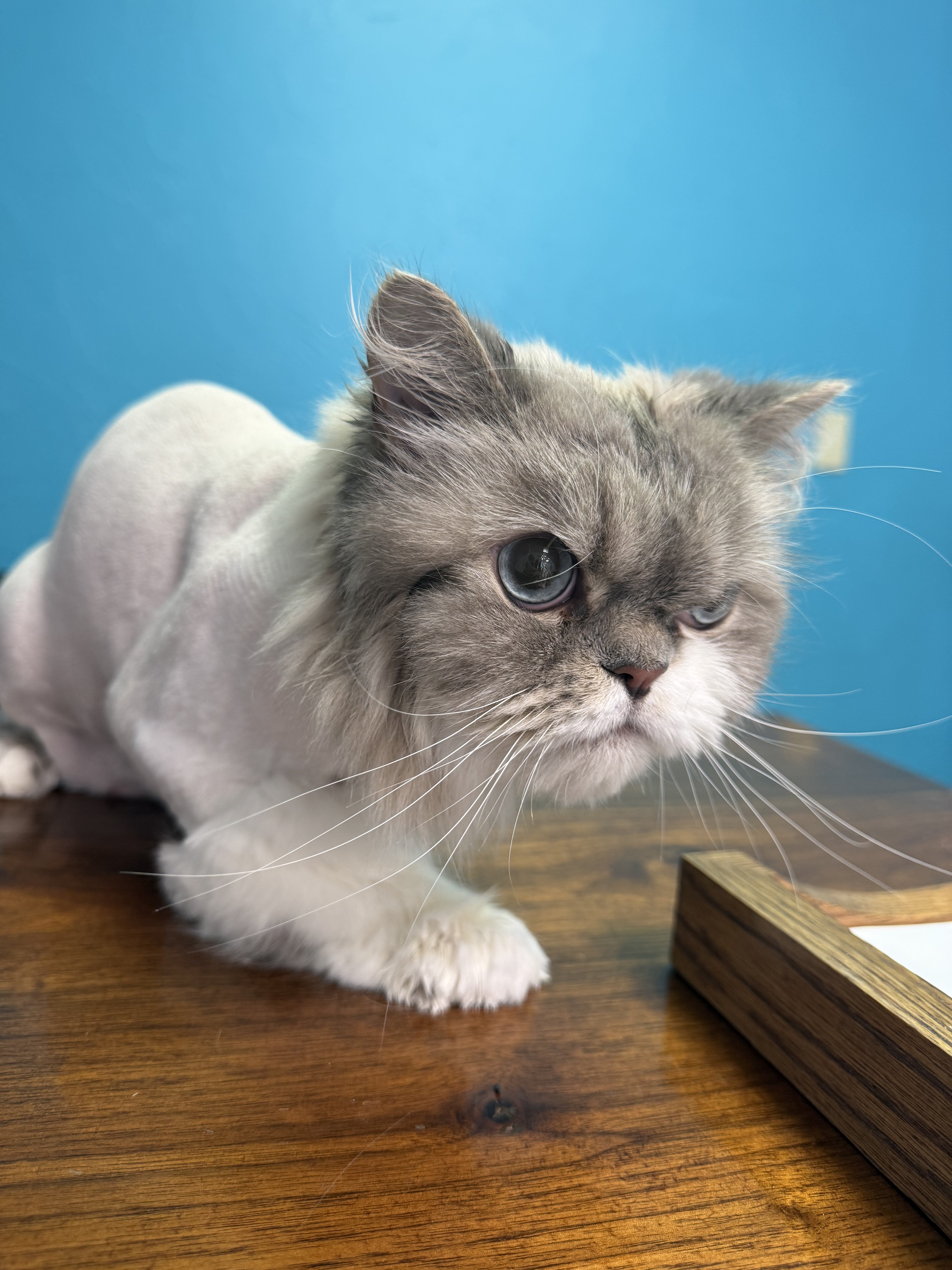 A fluffy gray and white cat with a freshly groomed look sitting on a wooden table