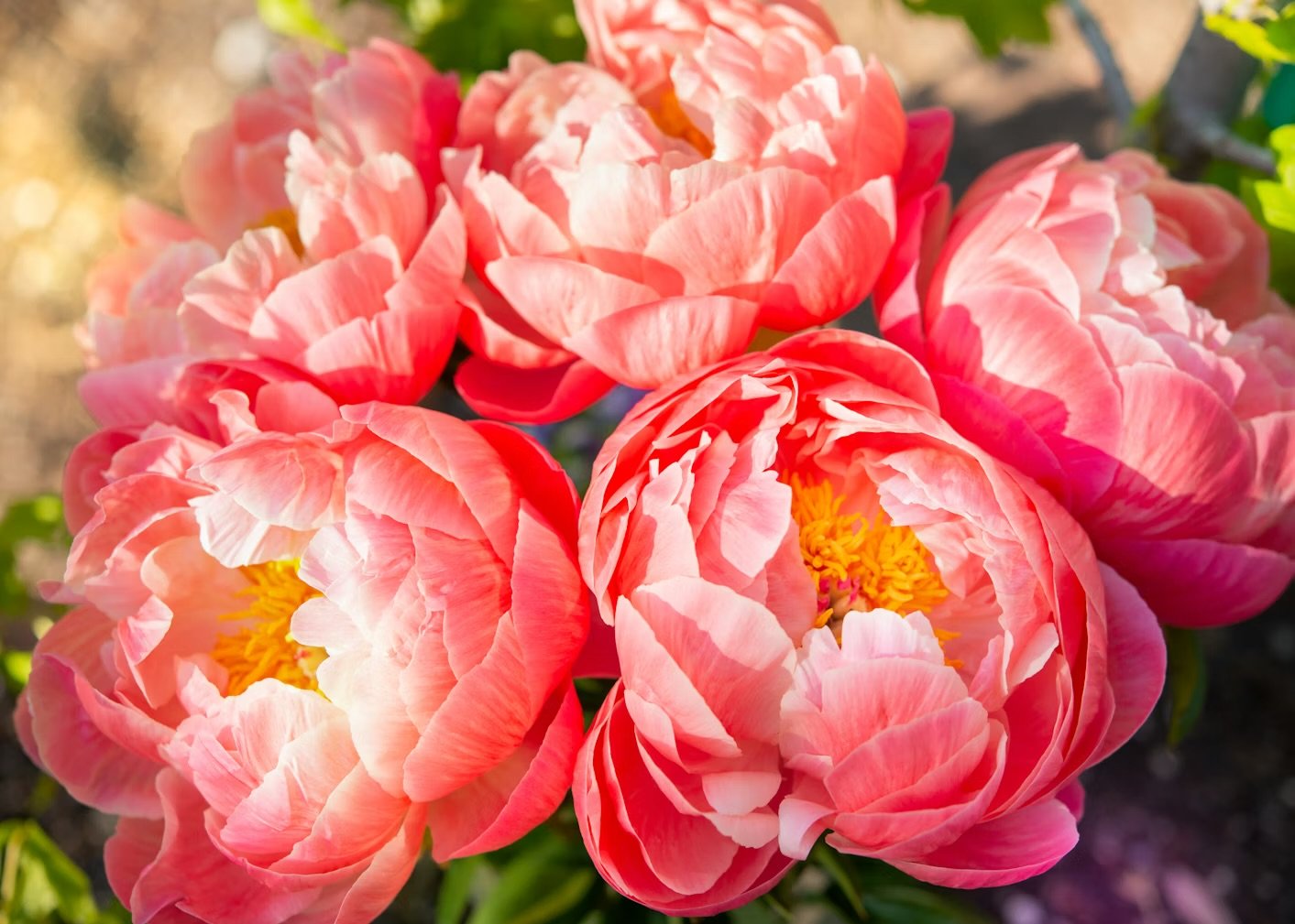 Elegant Peonies