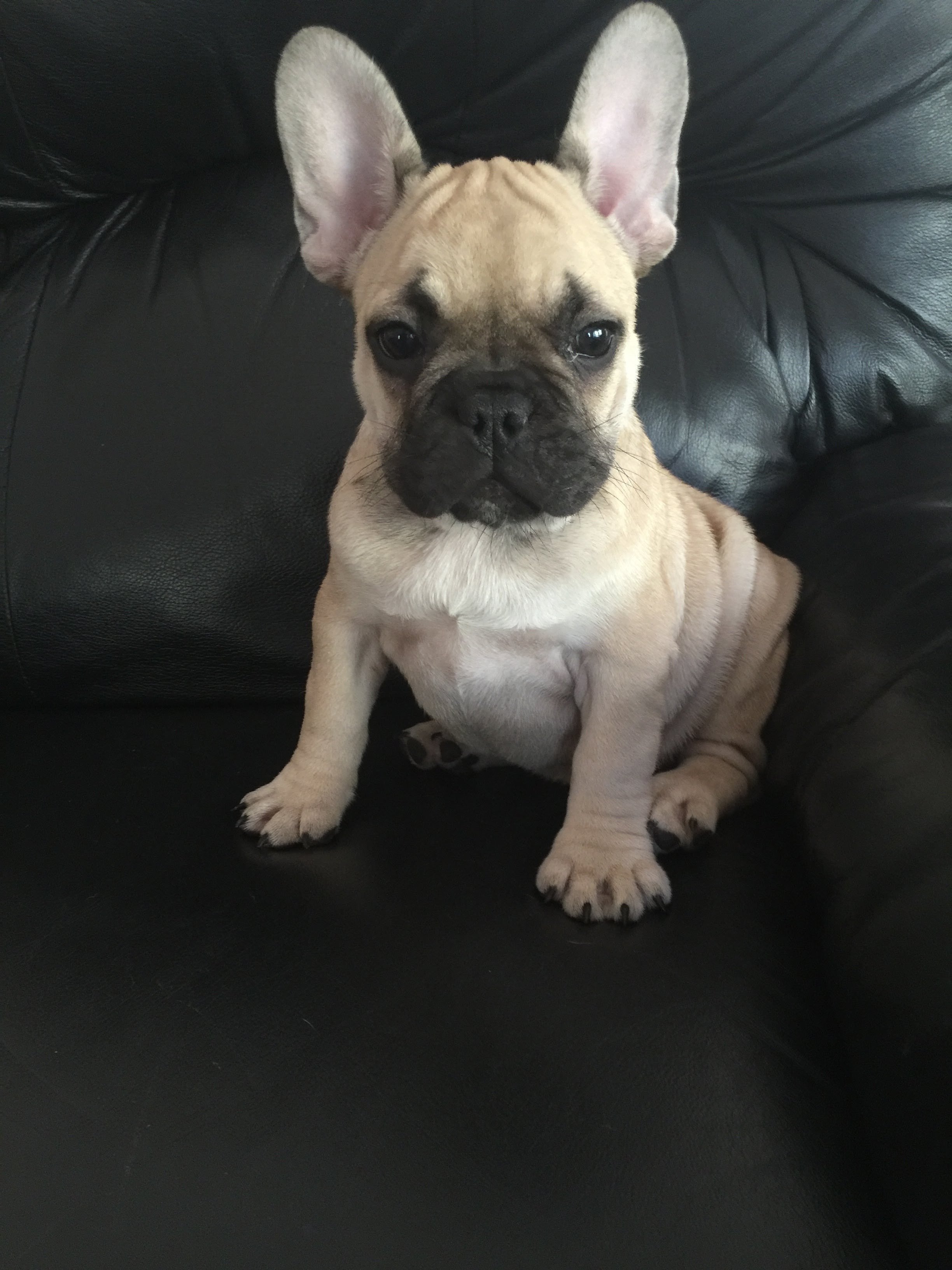 Adorable French Bulldog puppy