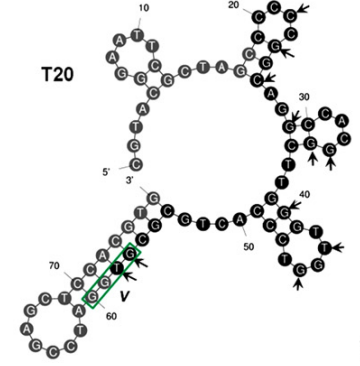 T20 structure