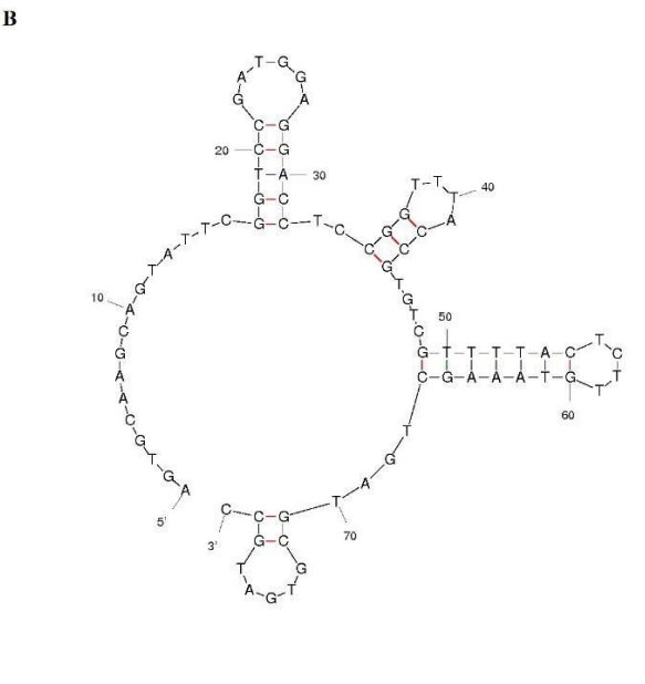Apt_NDV03 structure