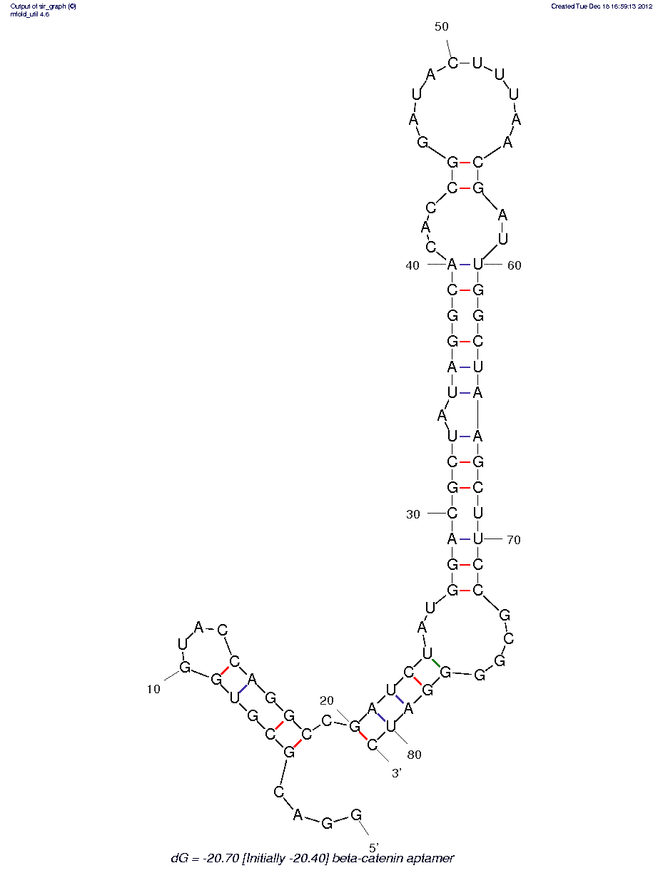 ??-Catenin structure