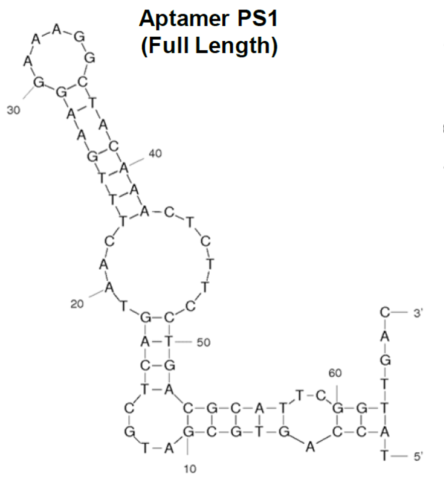 PS1 structure