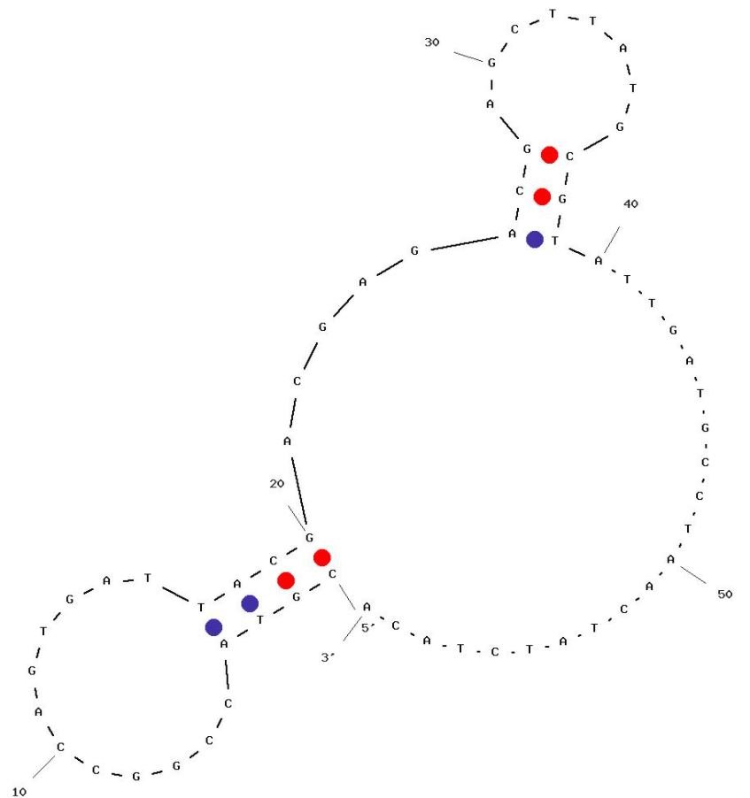 Anti-HSA Structure-switching Aptamer structure