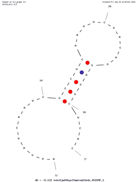 GL21.T structure