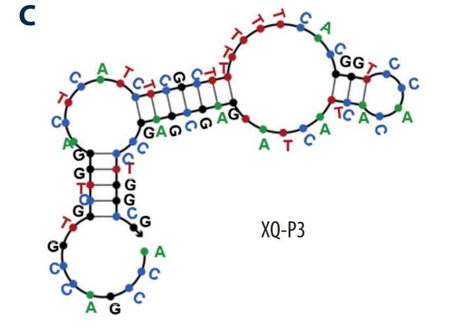 XQ-P3 structure