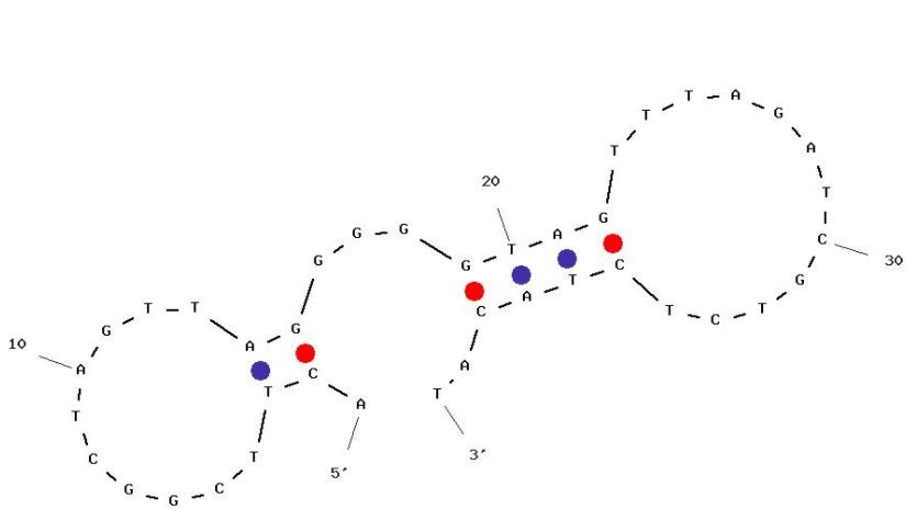 C10 structure
