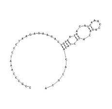 Interferon-Gamma structure