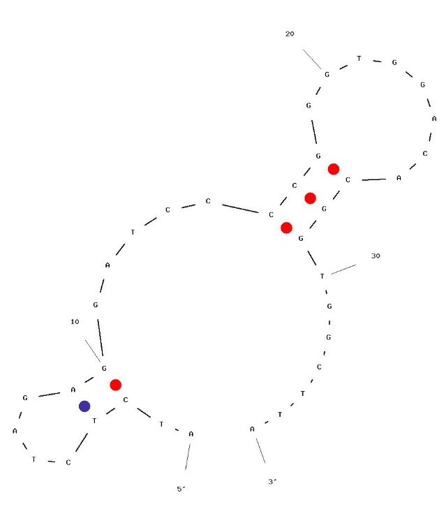 4VA-Apt21 CUT structure
